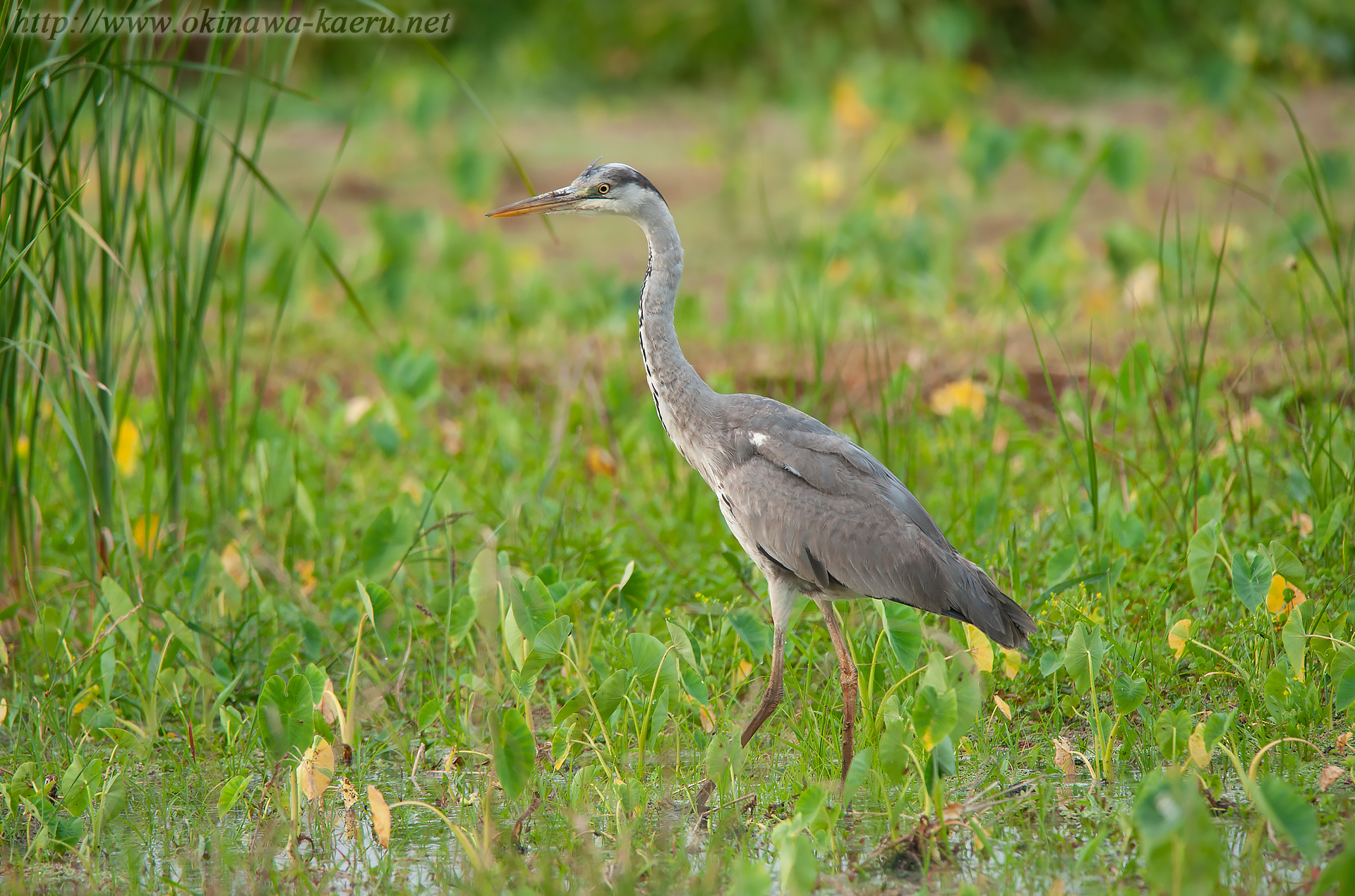 アオサギ Ardea cinerea