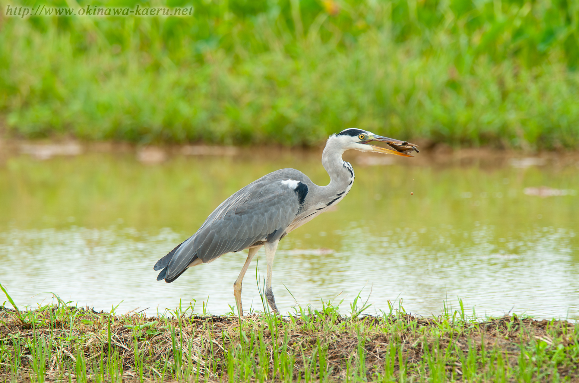 アオサギ Ardea cinerea