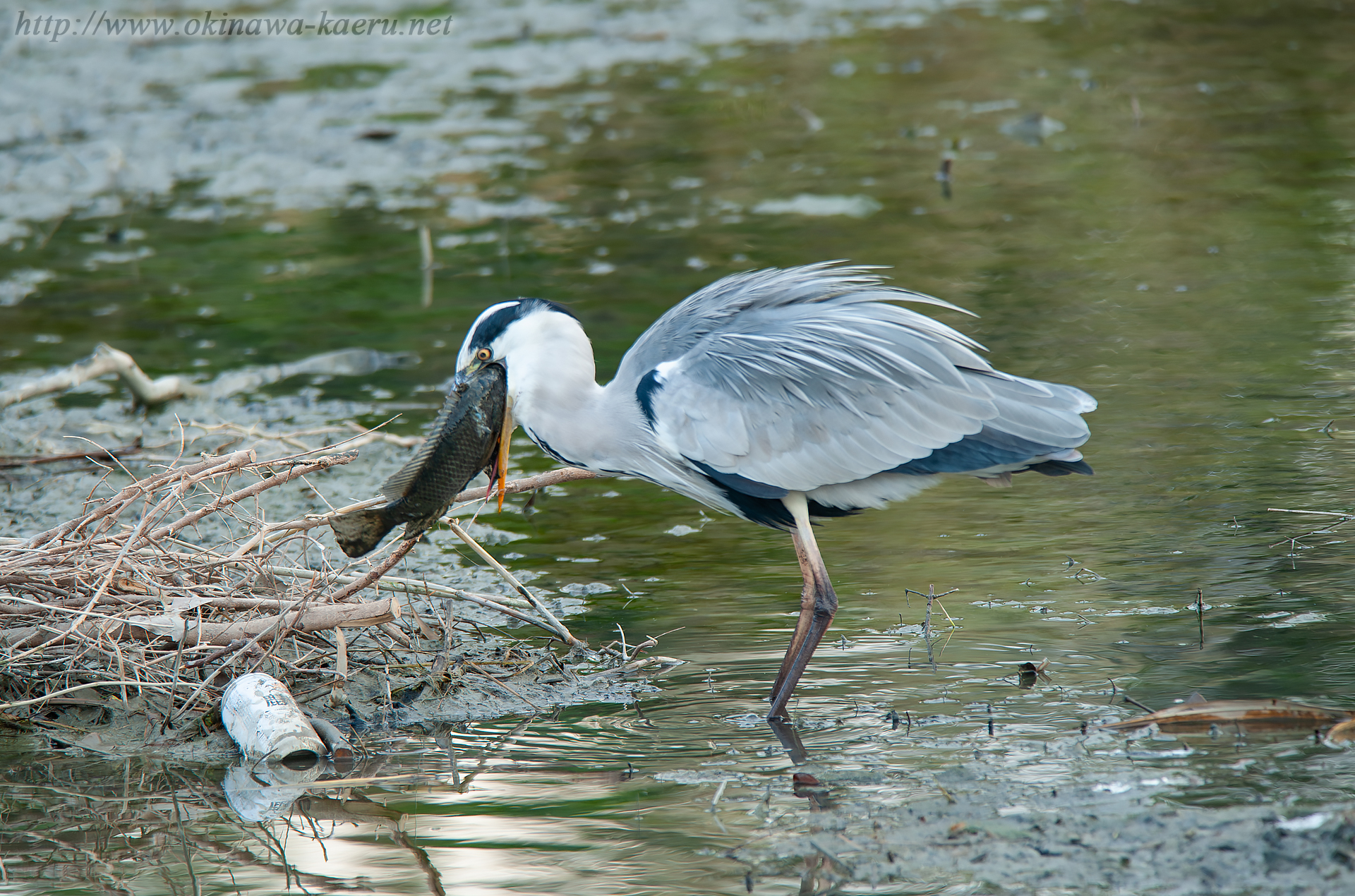 アオサギ Ardea cinerea