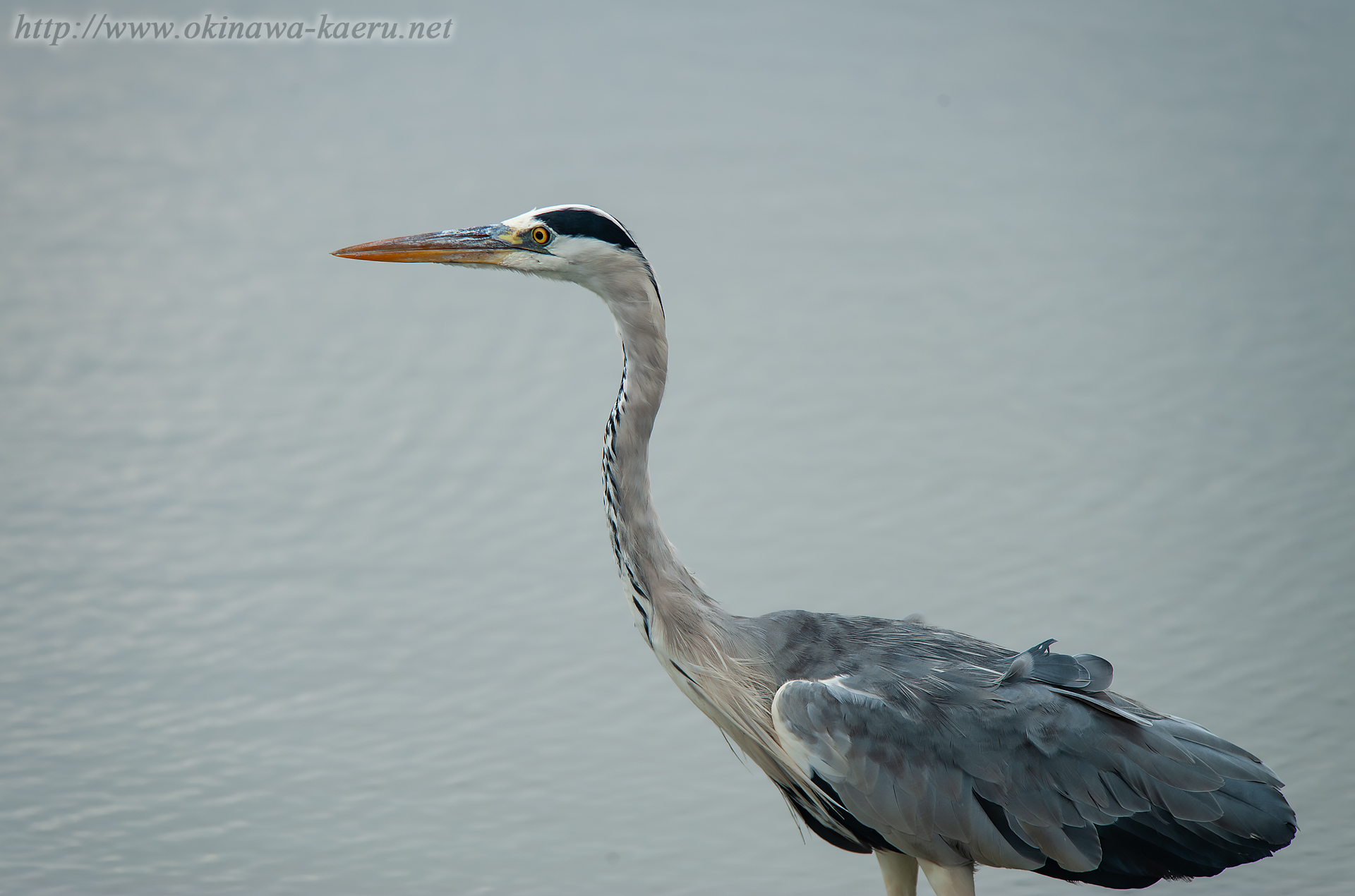 アオサギ Ardea cinerea