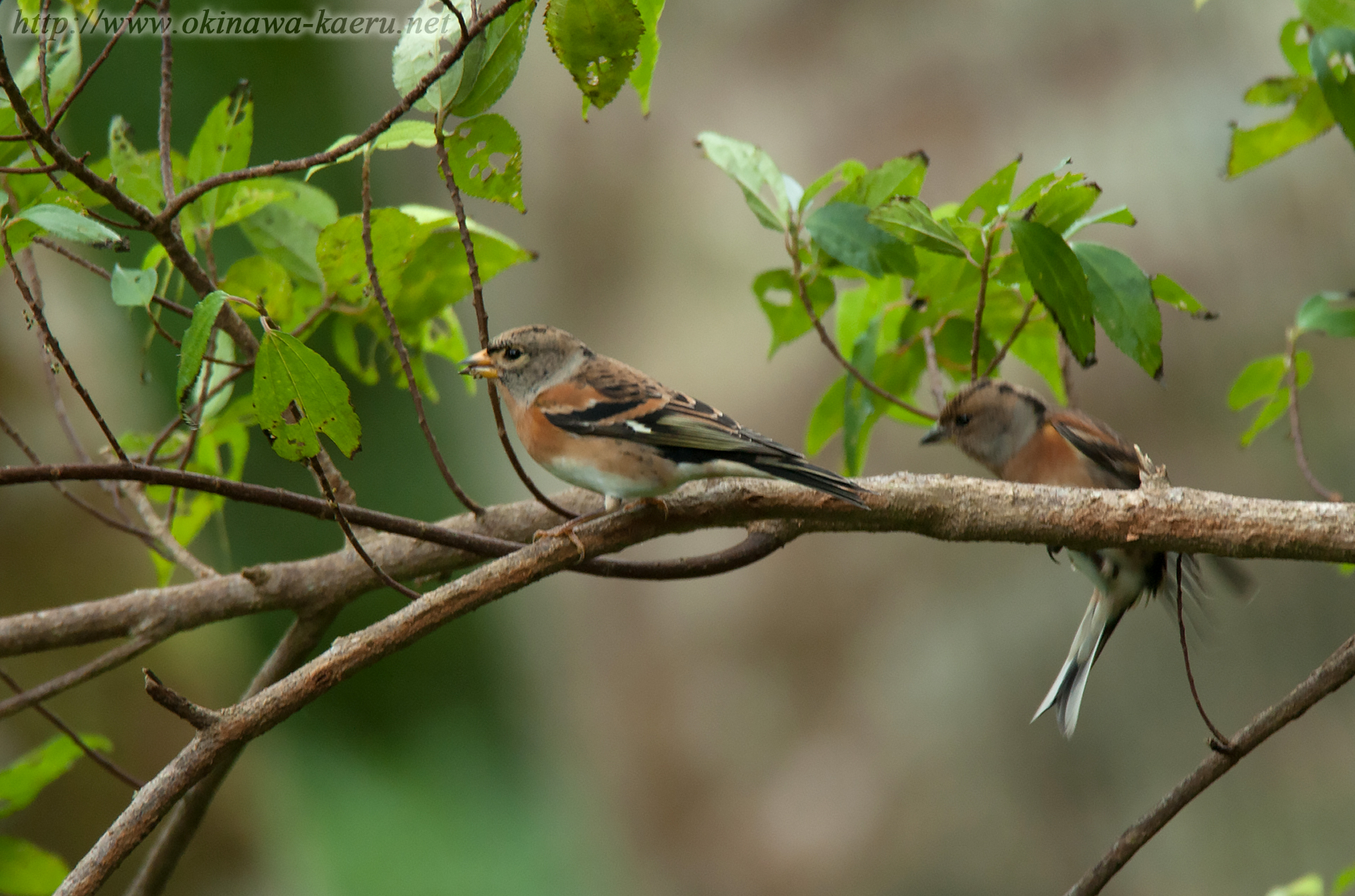 アトリ Fringilla montifringilla