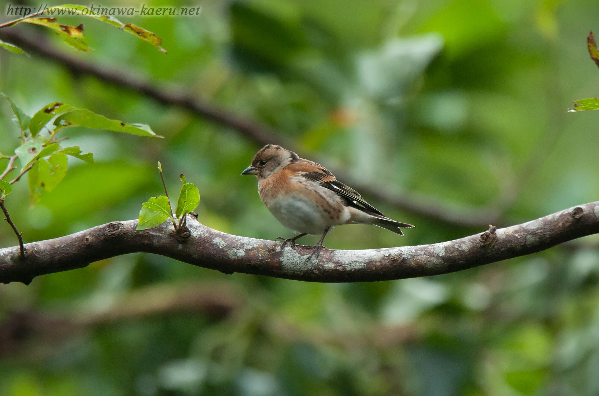 アトリ Fringilla montifringilla