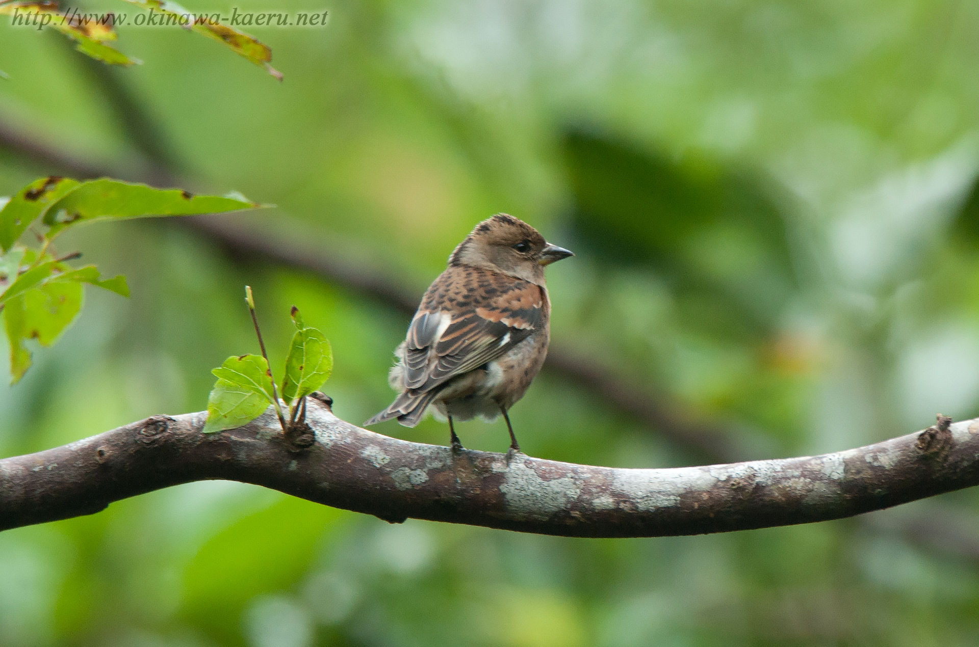 アトリ Fringilla montifringilla