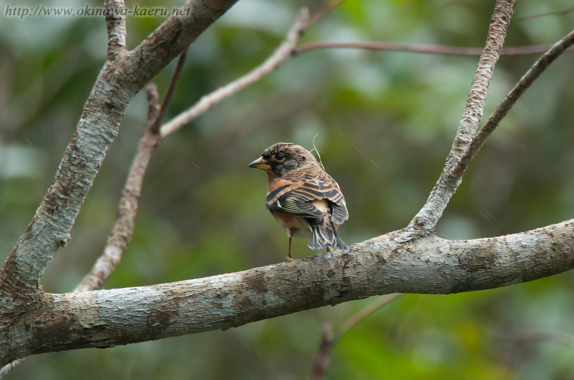 アトリ Fringilla montifringilla