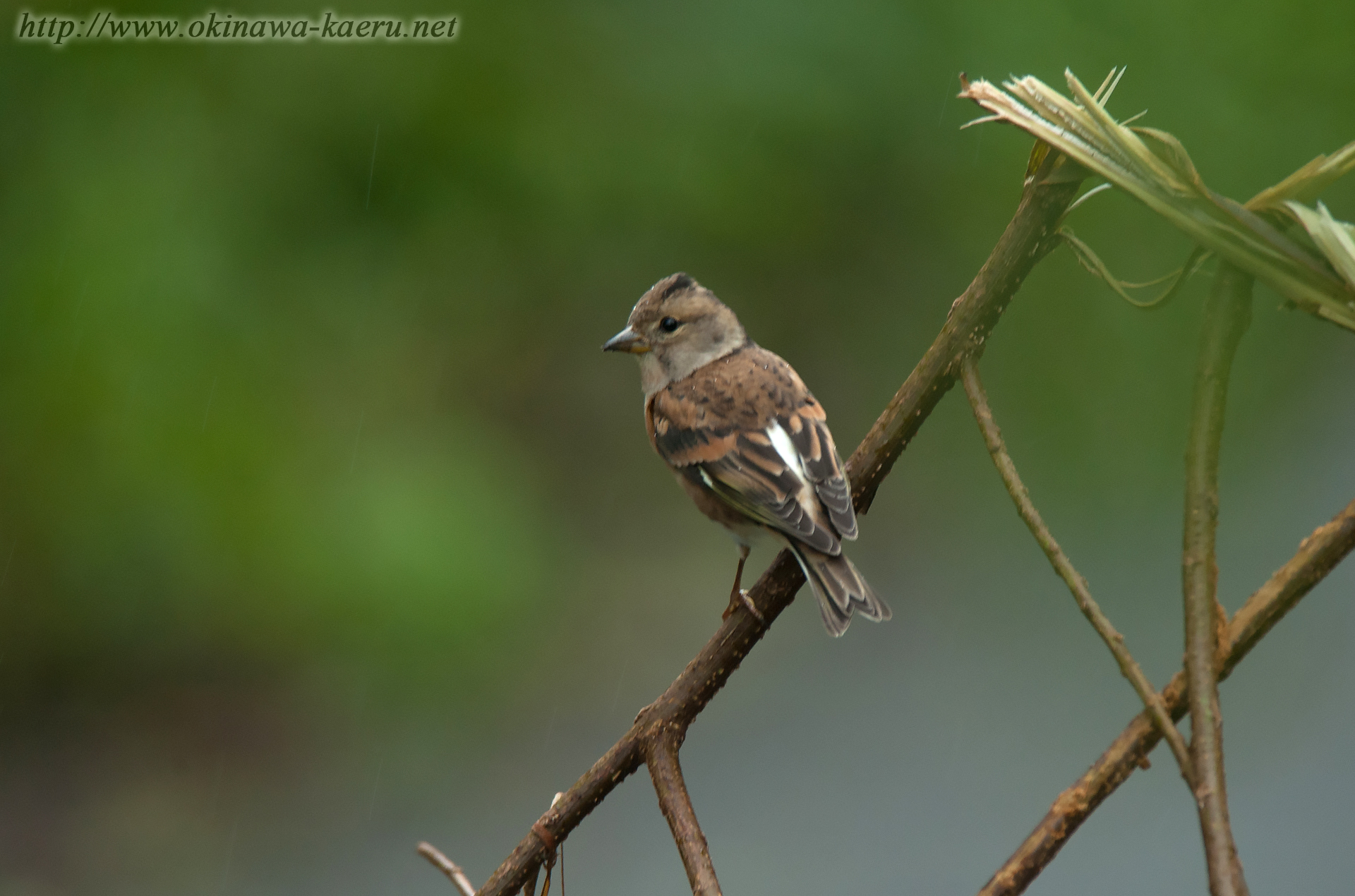 アトリ Fringilla montifringilla