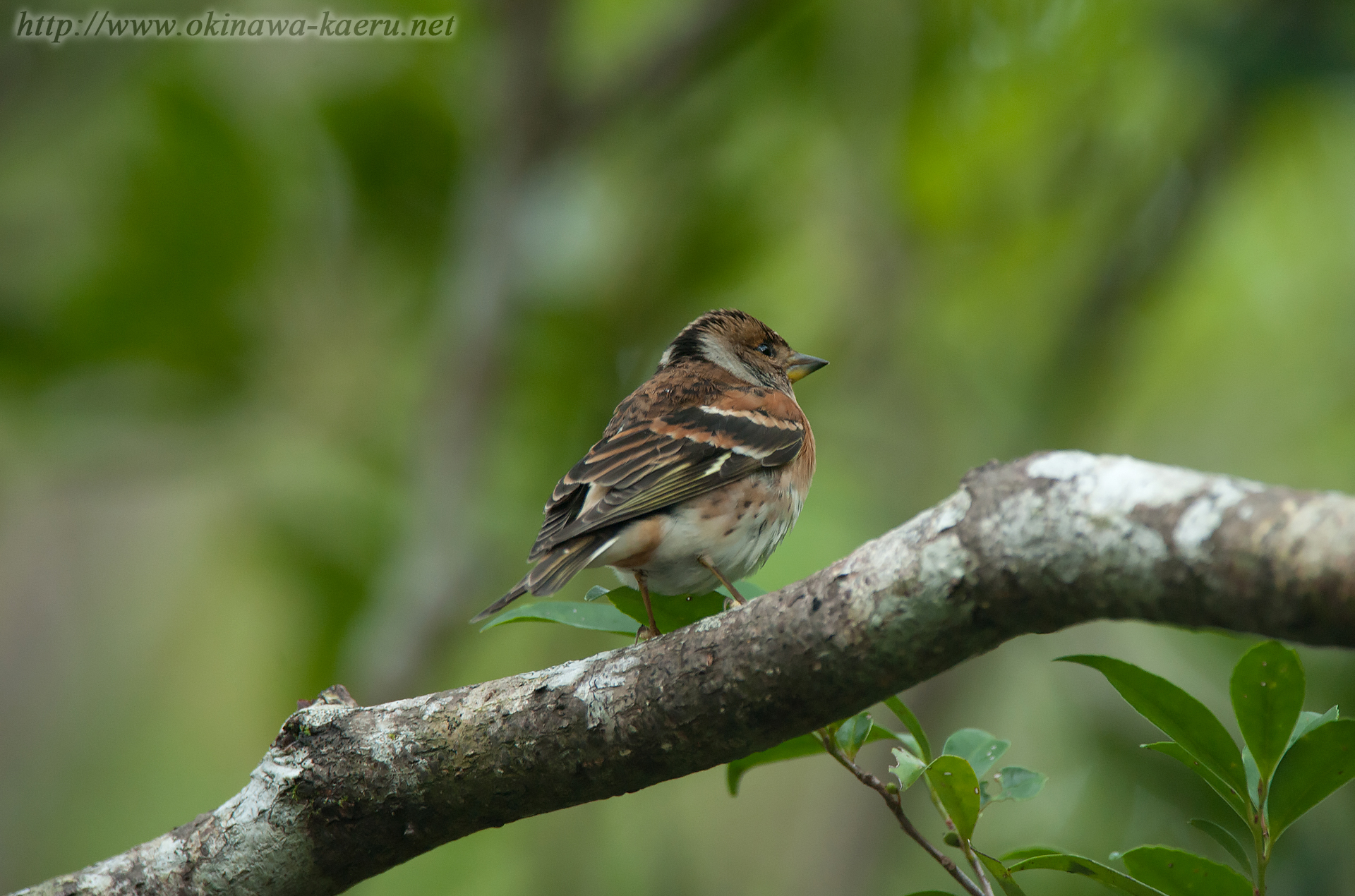 アトリ Fringilla montifringilla