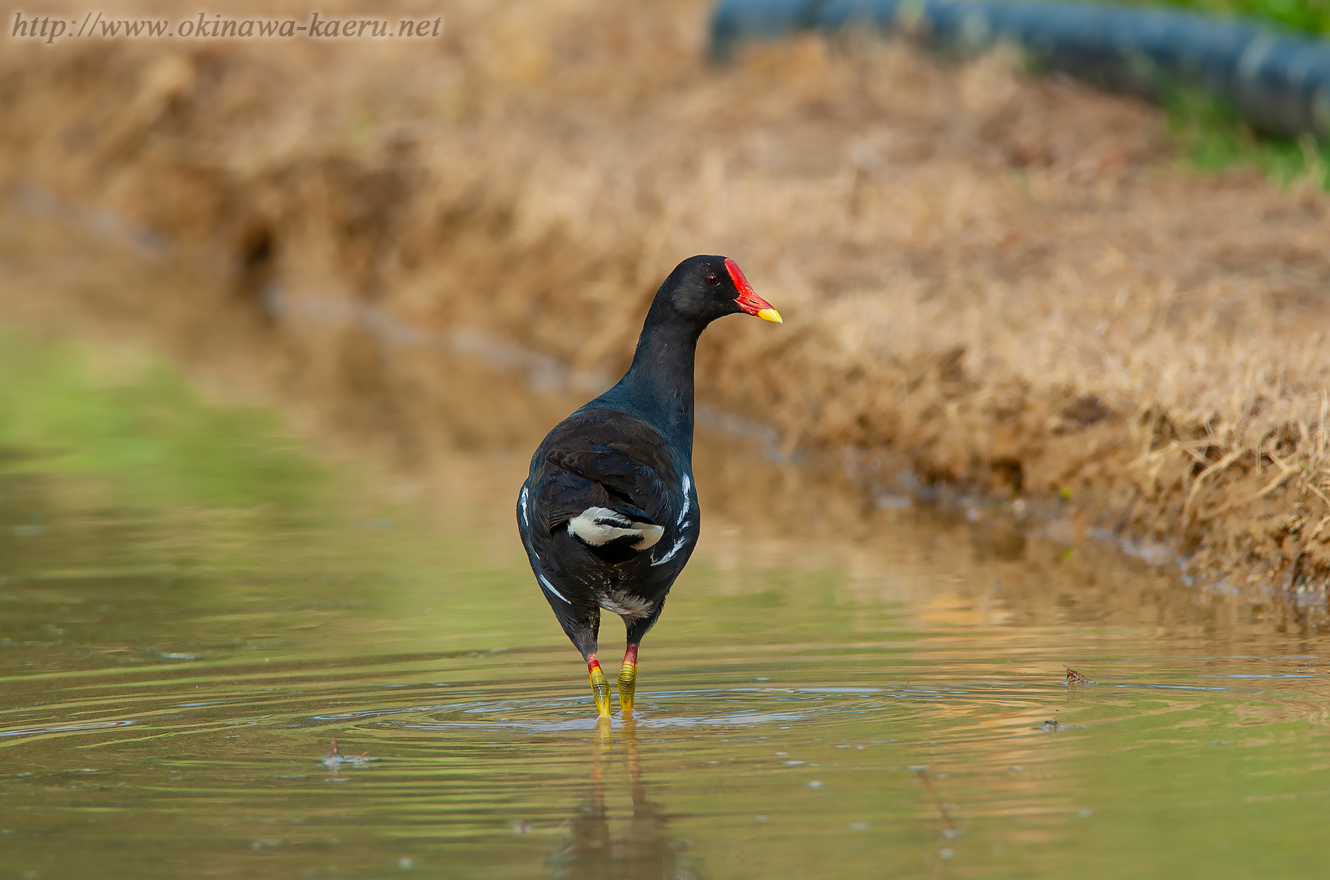 バン Gallinula chloropus