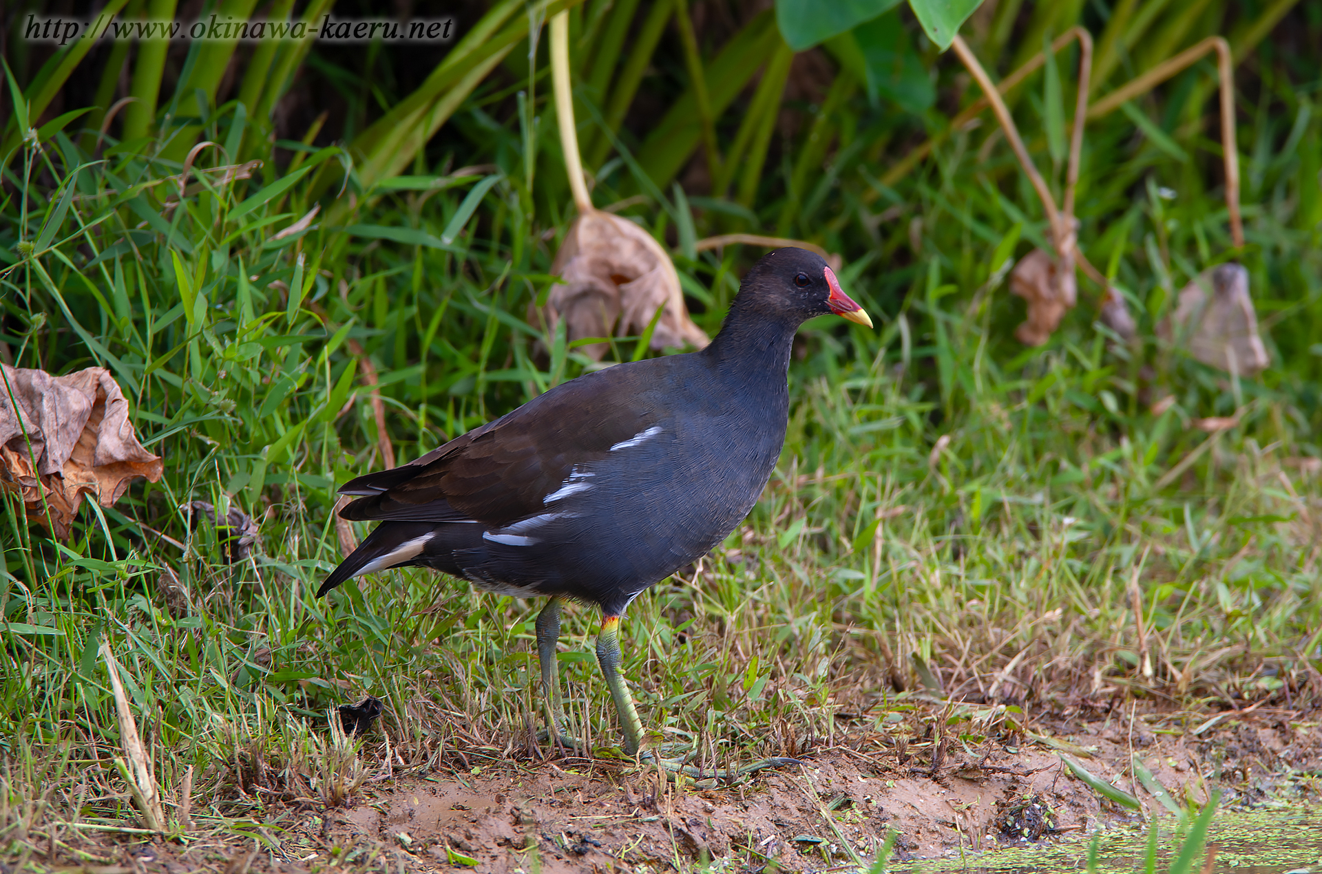 バン Gallinula chloropus