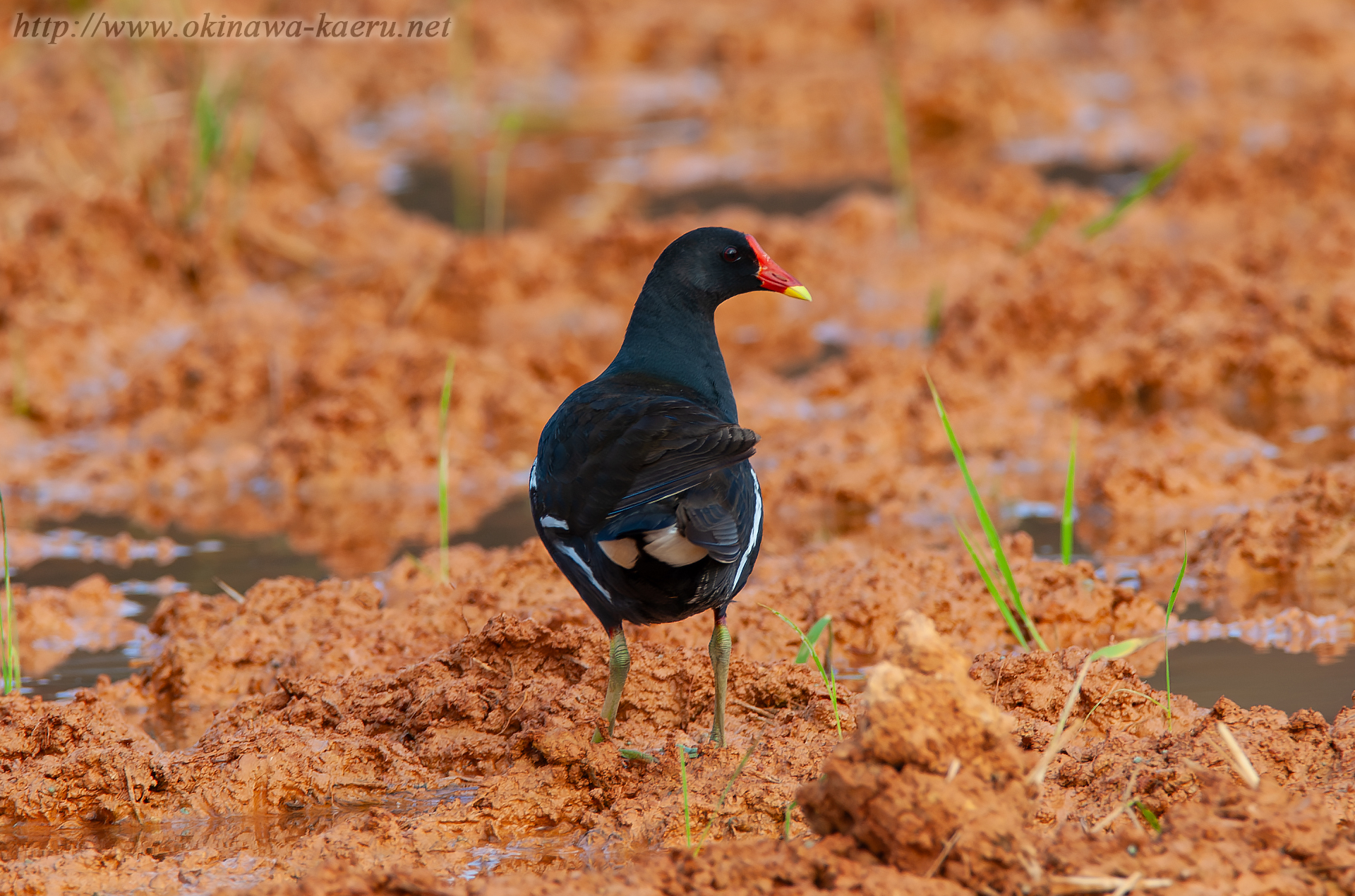 バン Gallinula chloropus