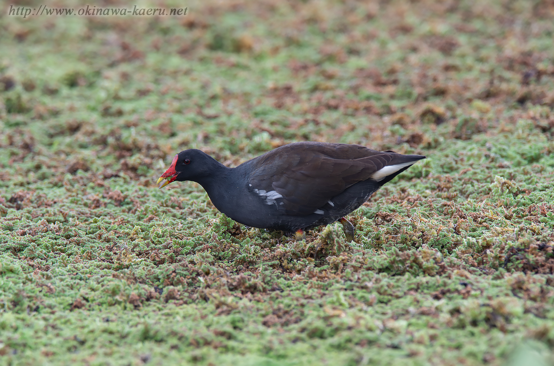 バン Gallinula chloropus