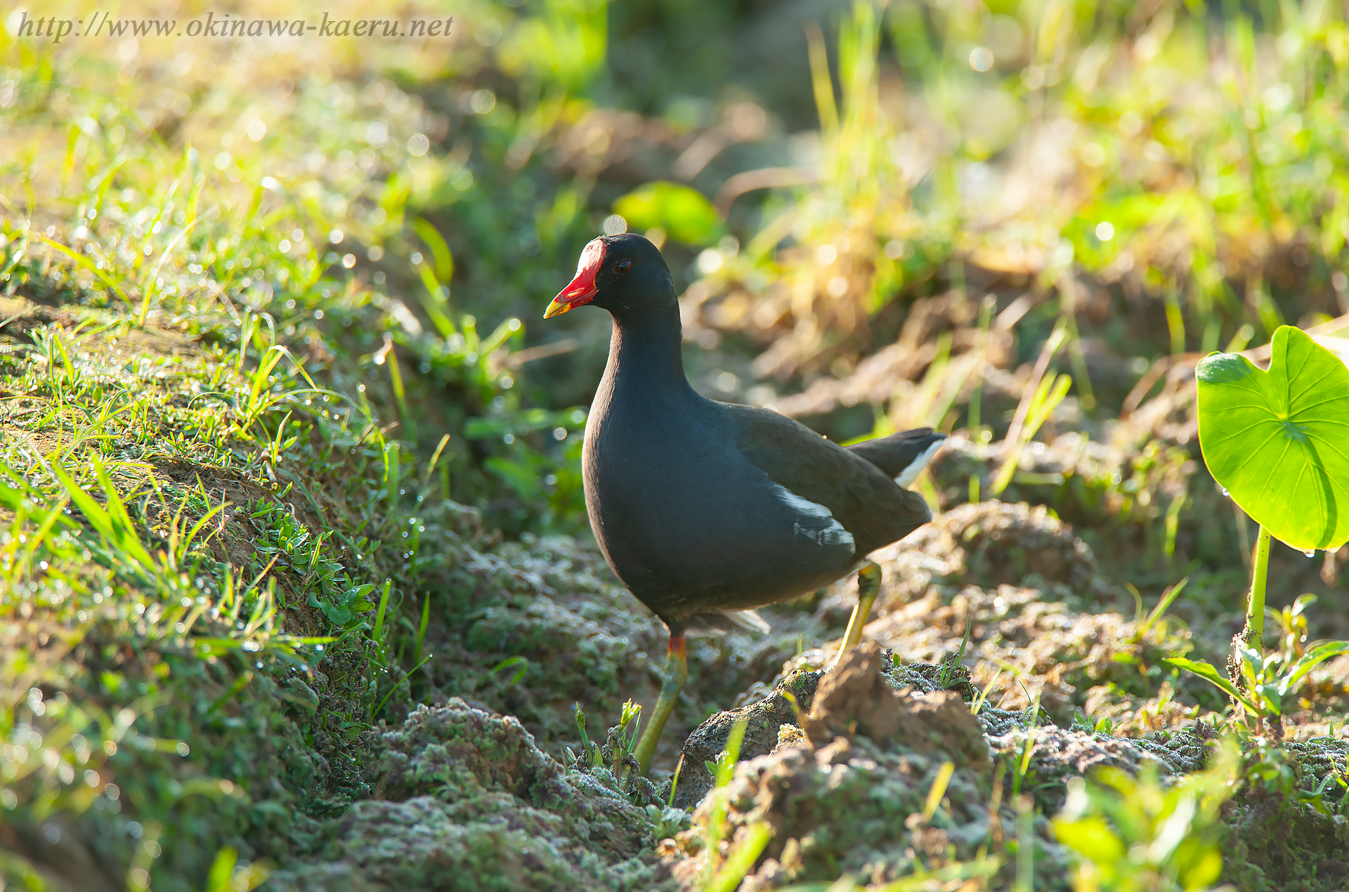 バン Gallinula chloropus