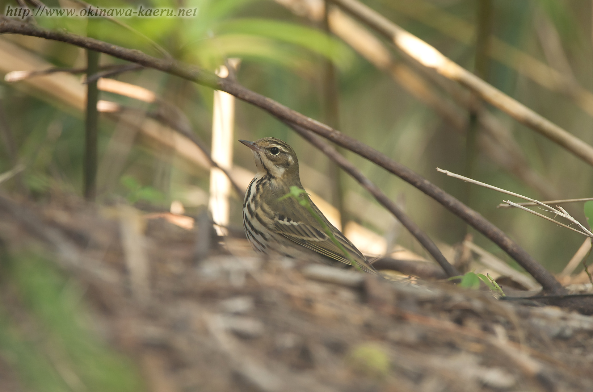 ビンズイ Anthus hodgsoni