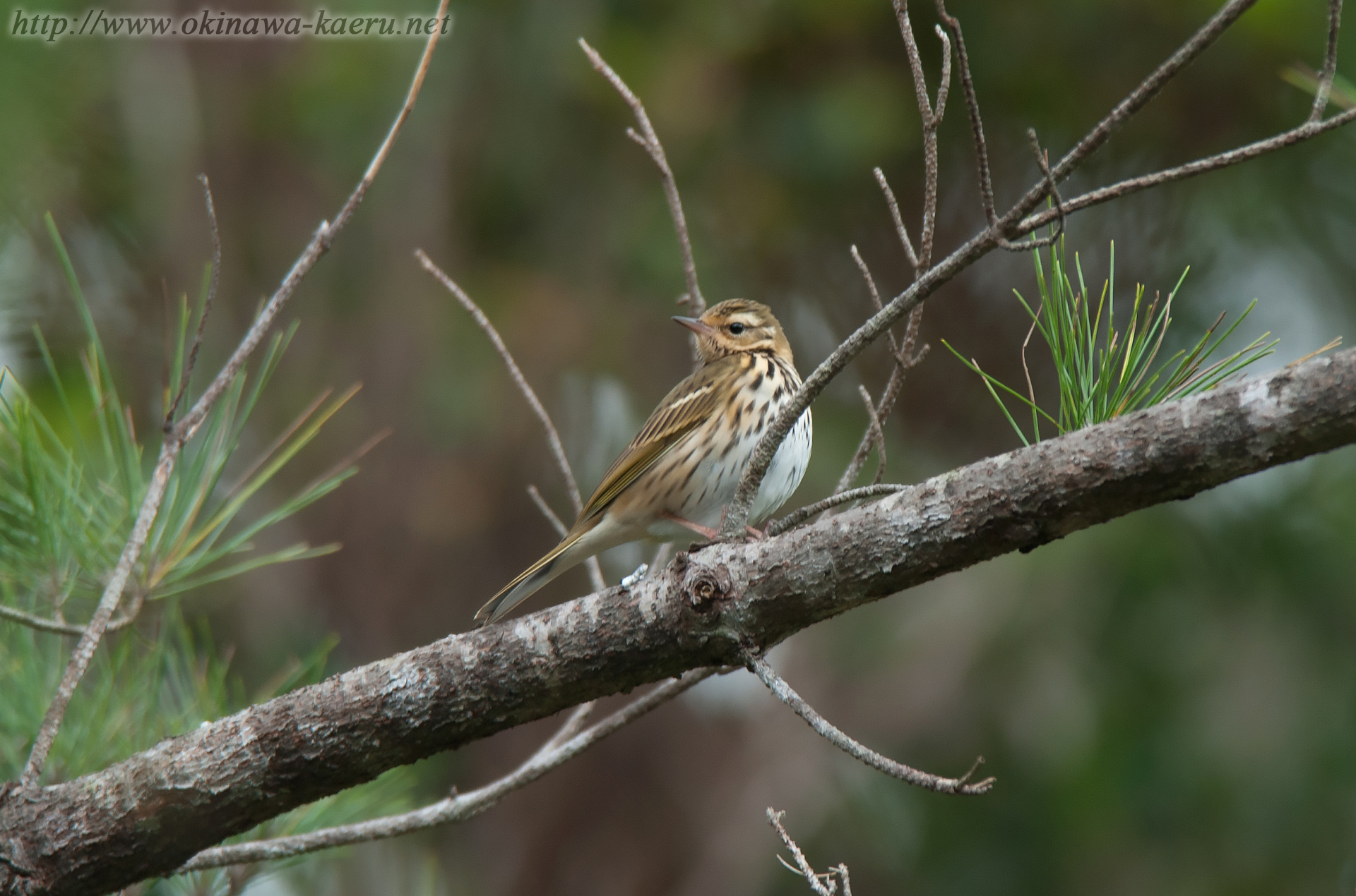 ビンズイ Anthus hodgsoni