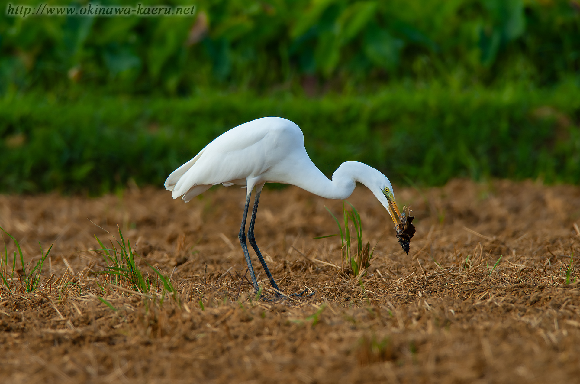 ダイサギ Ardea alba