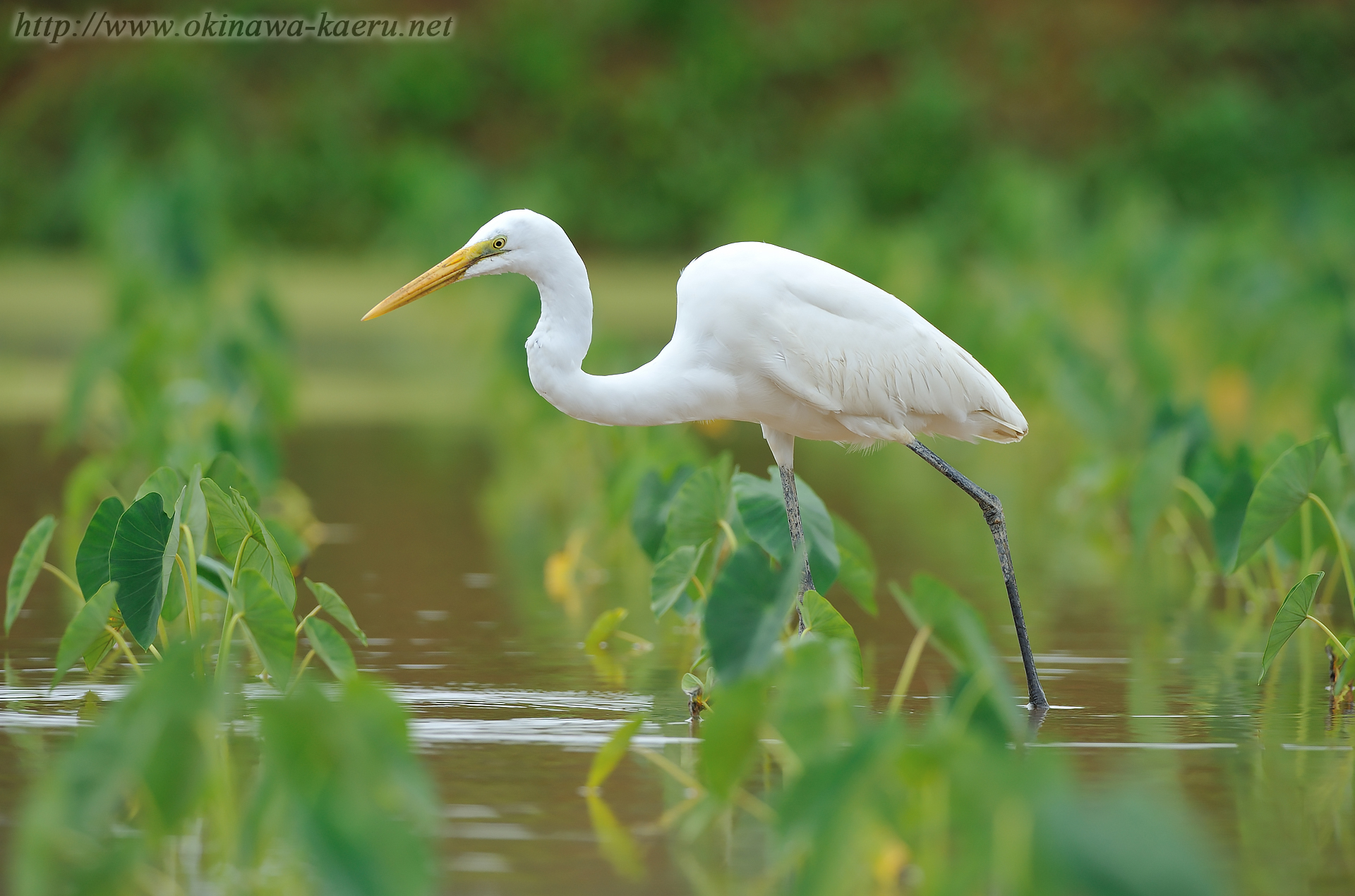 ダイサギ Ardea alba