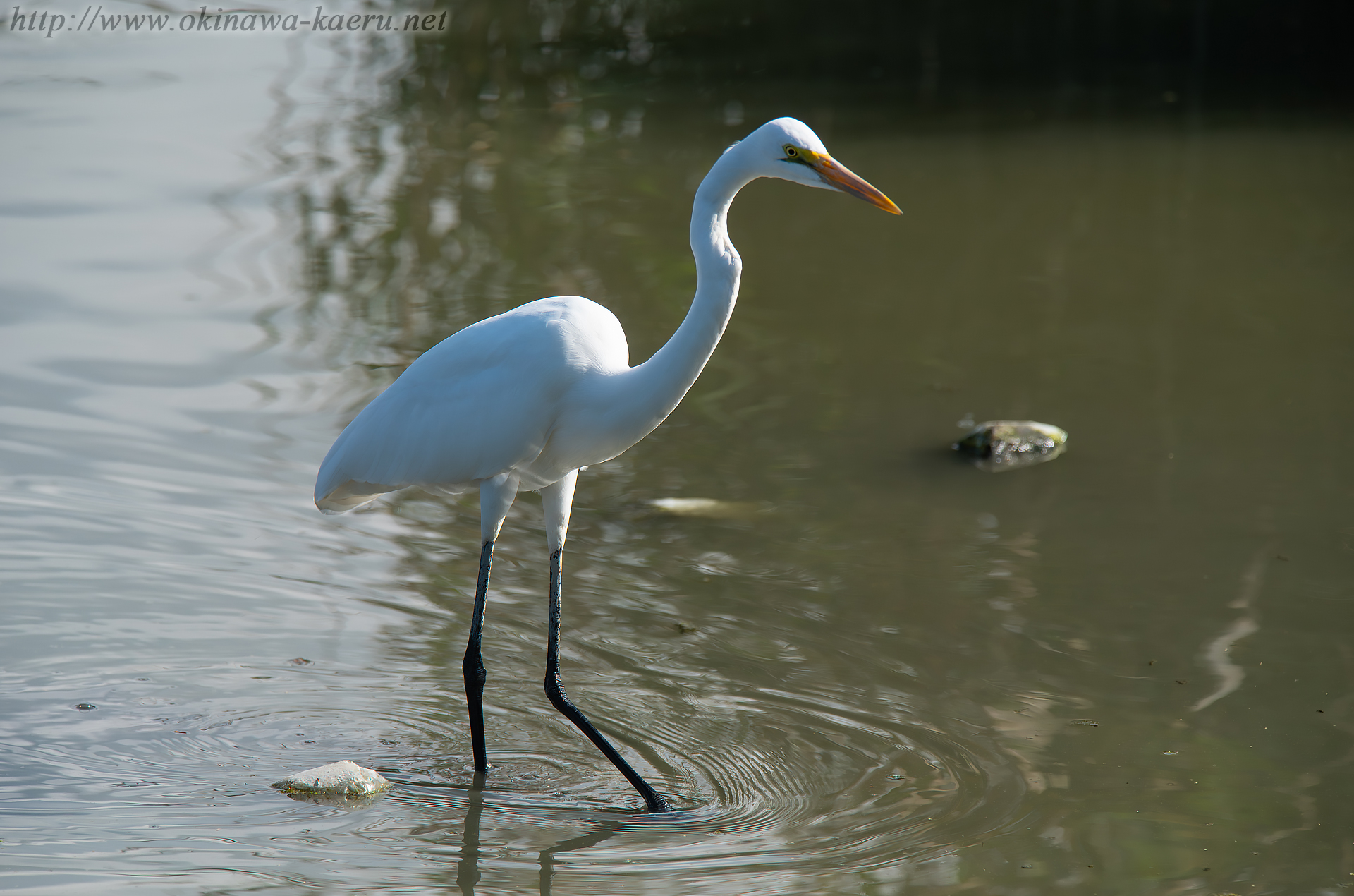 ダイサギ Ardea alba