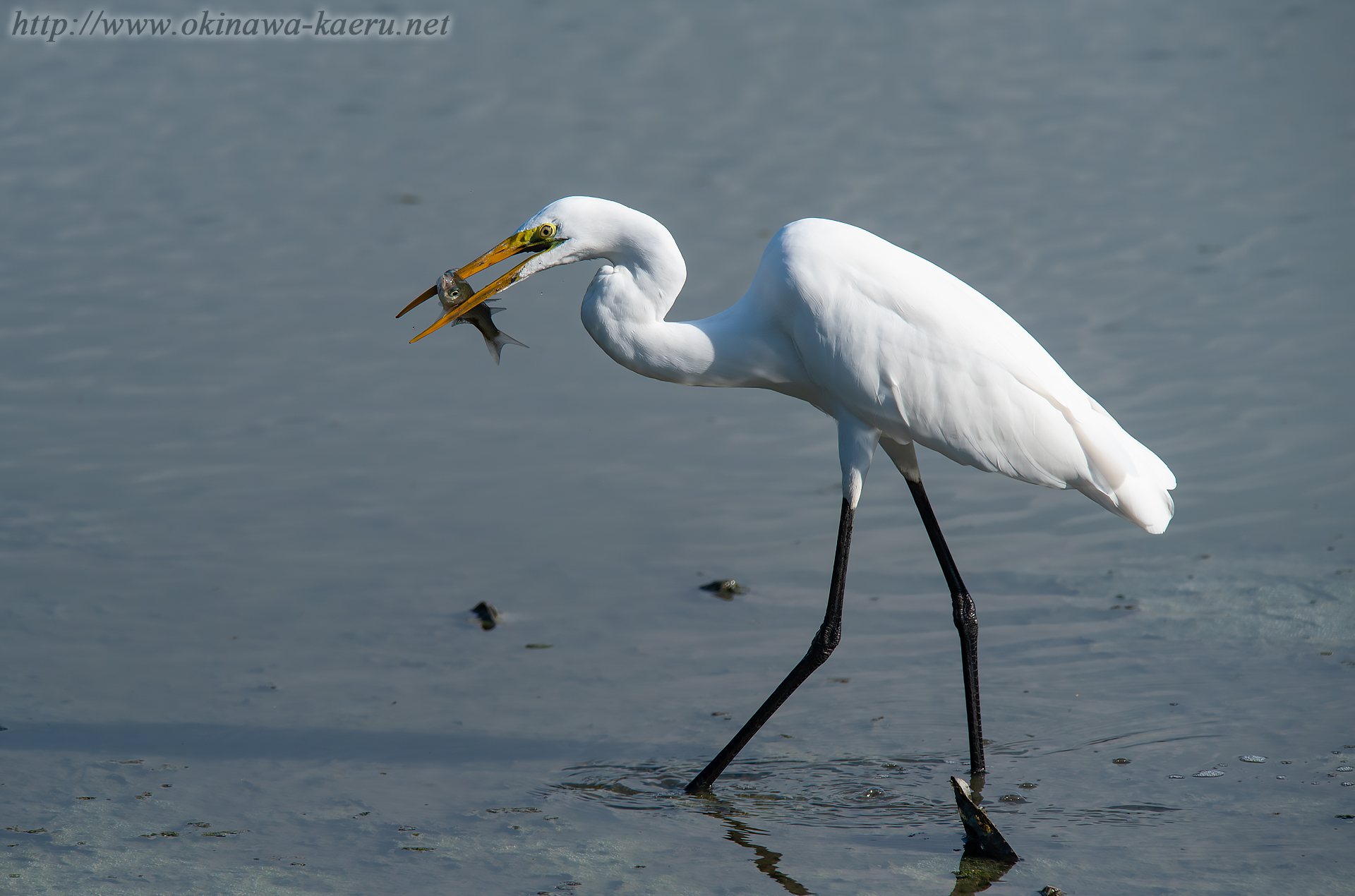 ダイサギ Ardea alba