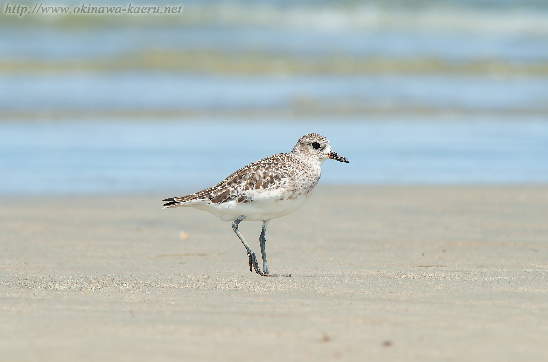 ダイゼン Pluvialis fulva