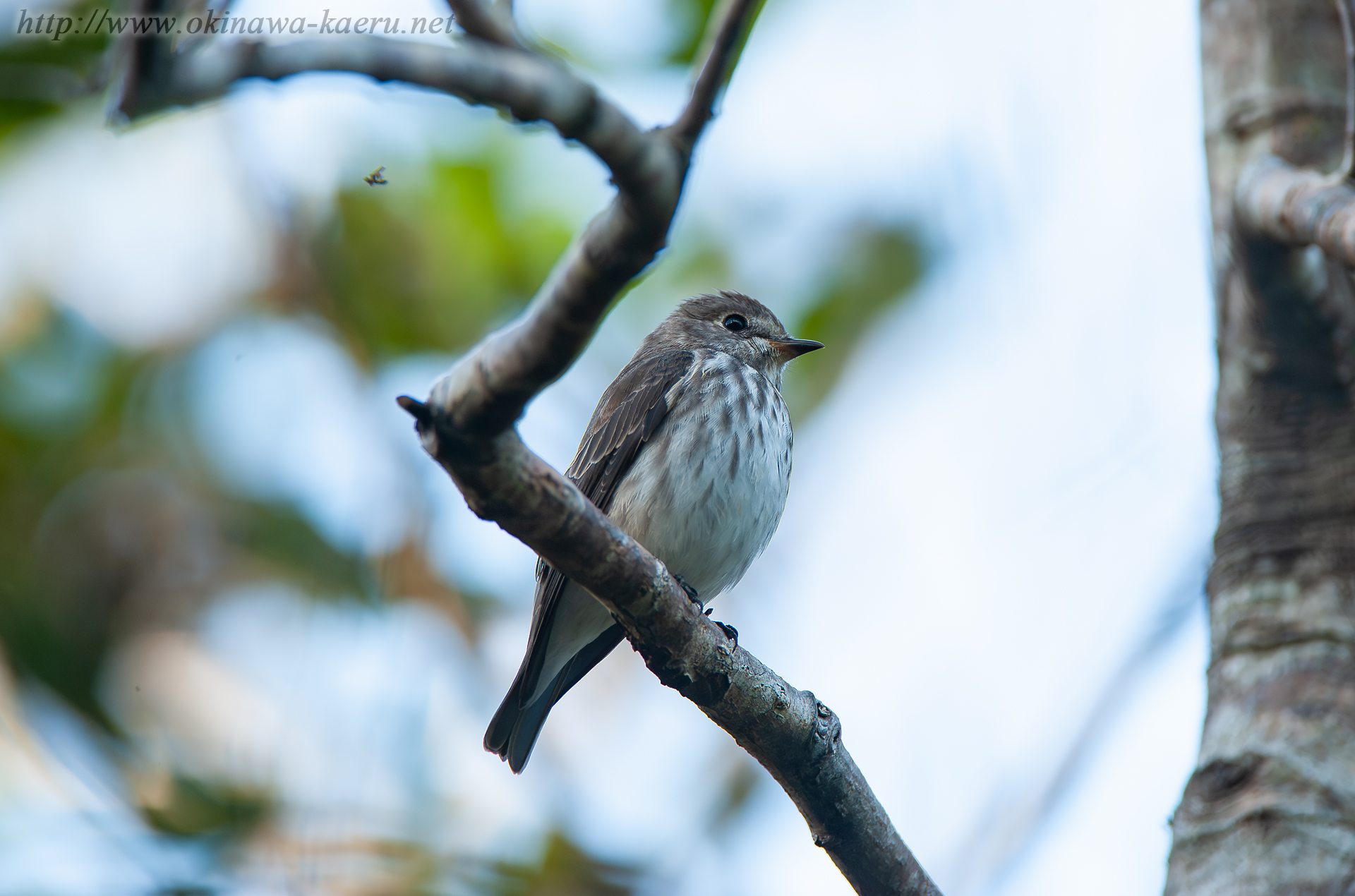 エゾビタキ Muscicapa griseisticta