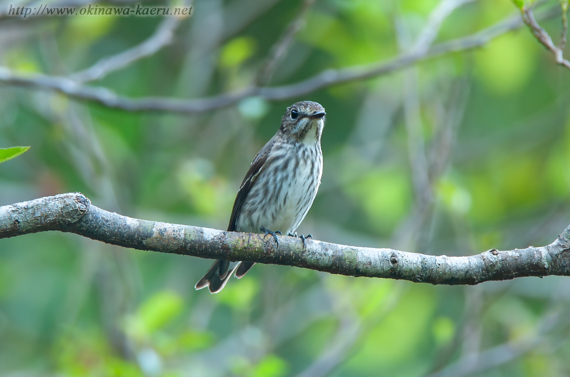 エゾビタキ Muscicapa griseisticta