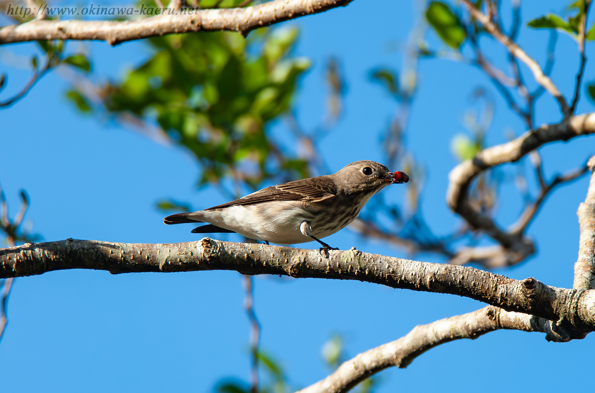 エゾビタキ Muscicapa griseisticta