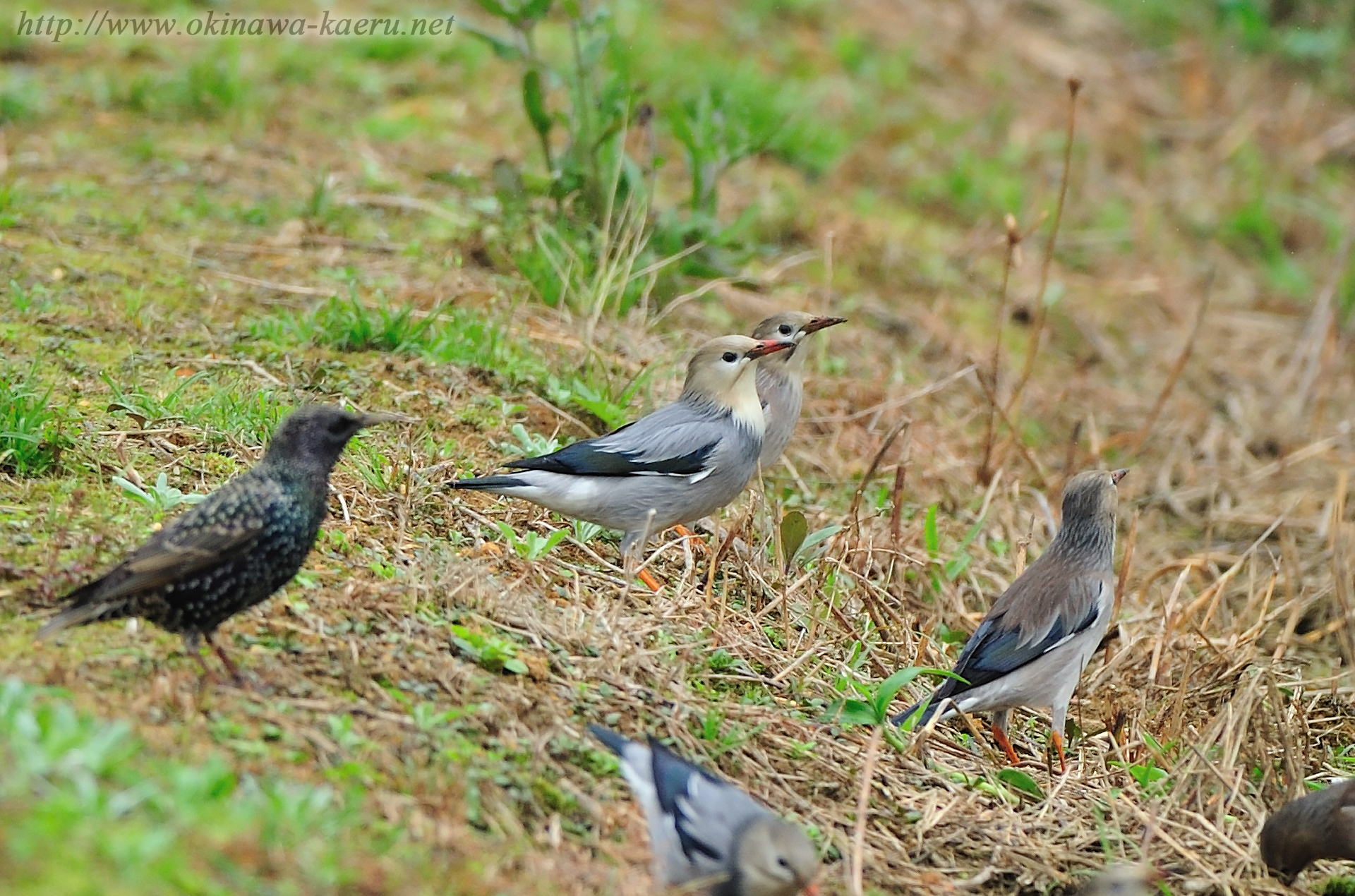 ギンムクドリ Spodiopsar sericeus