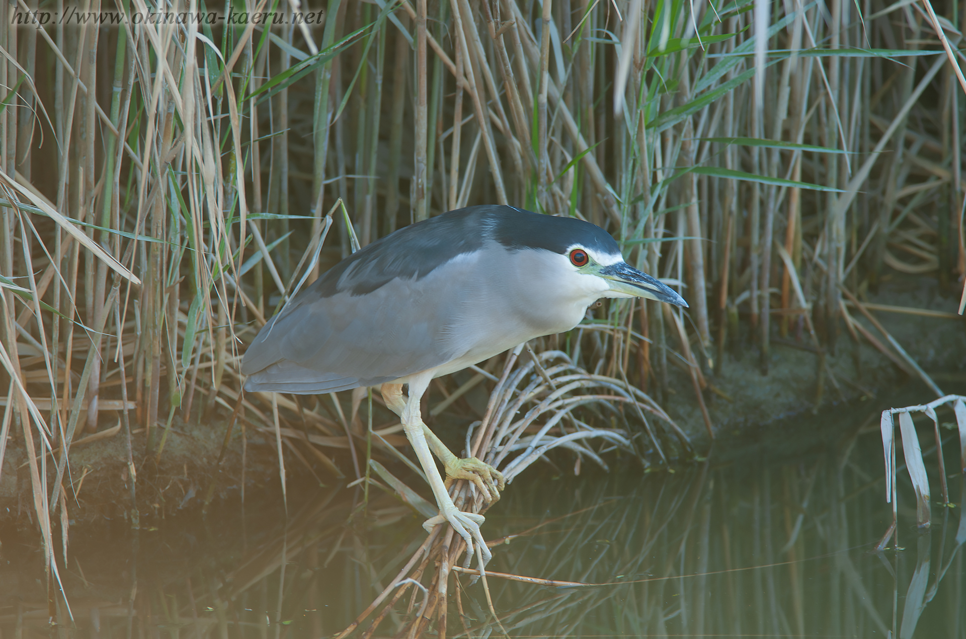 ゴイサギ Nycticorax nycticorax