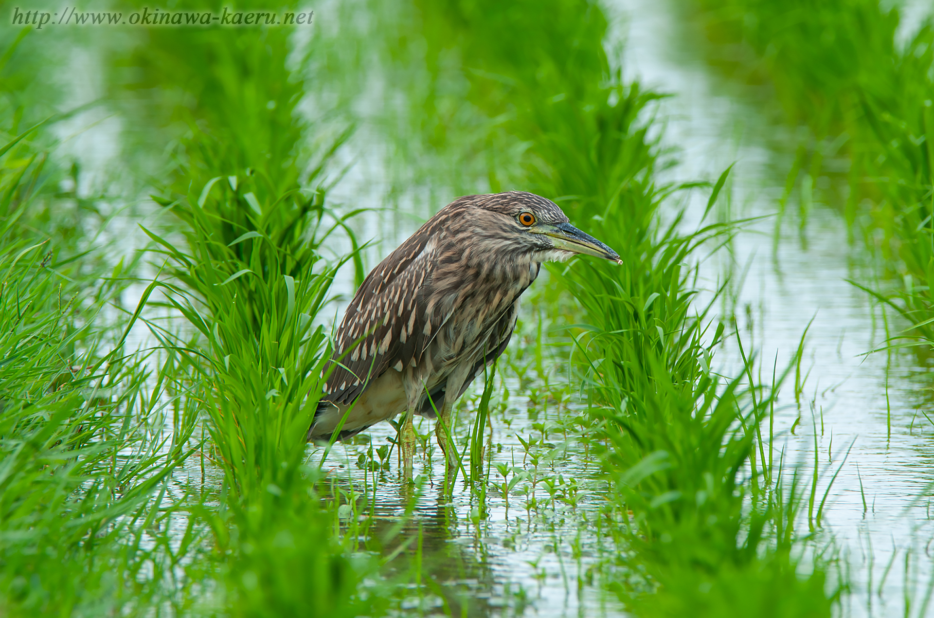 ゴイサギ Nycticorax nycticorax