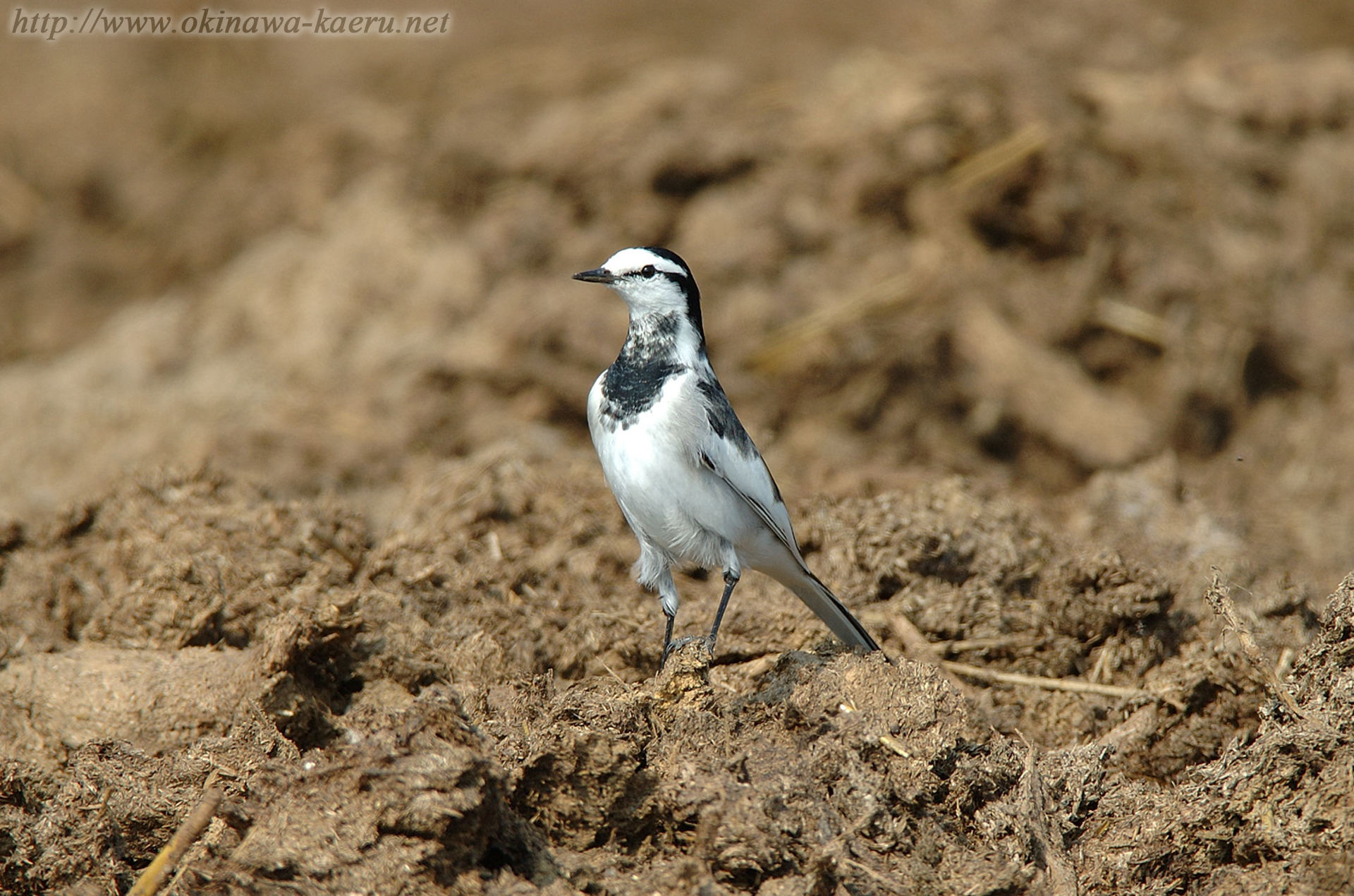 ハクセキレイ Motacilla alba