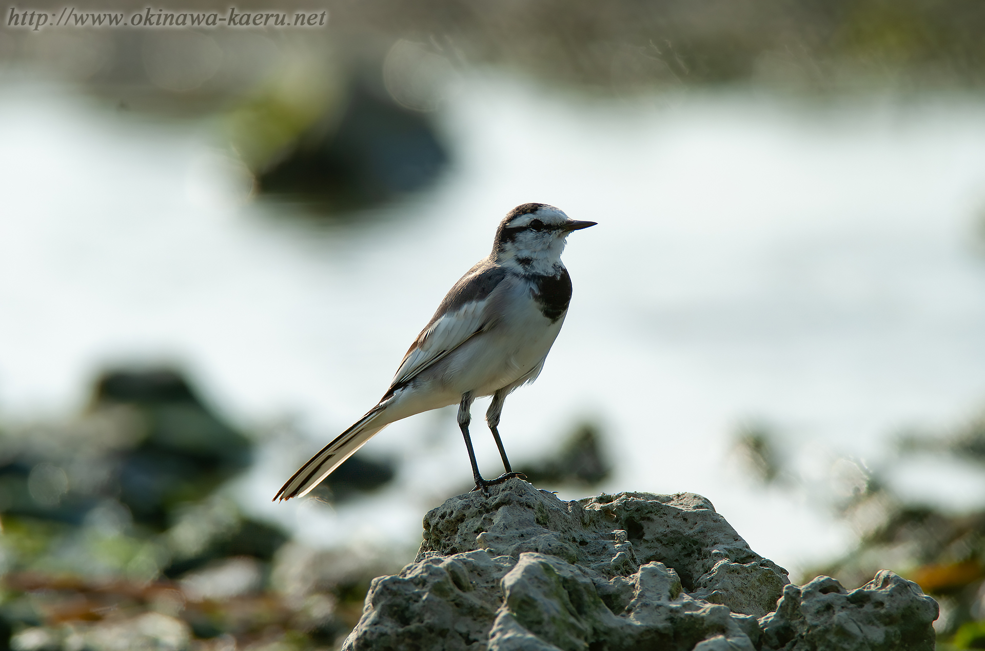 ハクセキレイ Motacilla alba