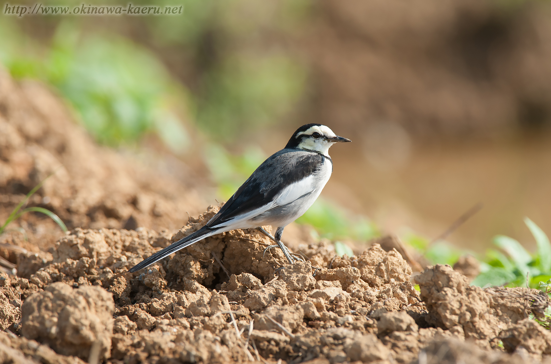 ハクセキレイ Motacilla alba