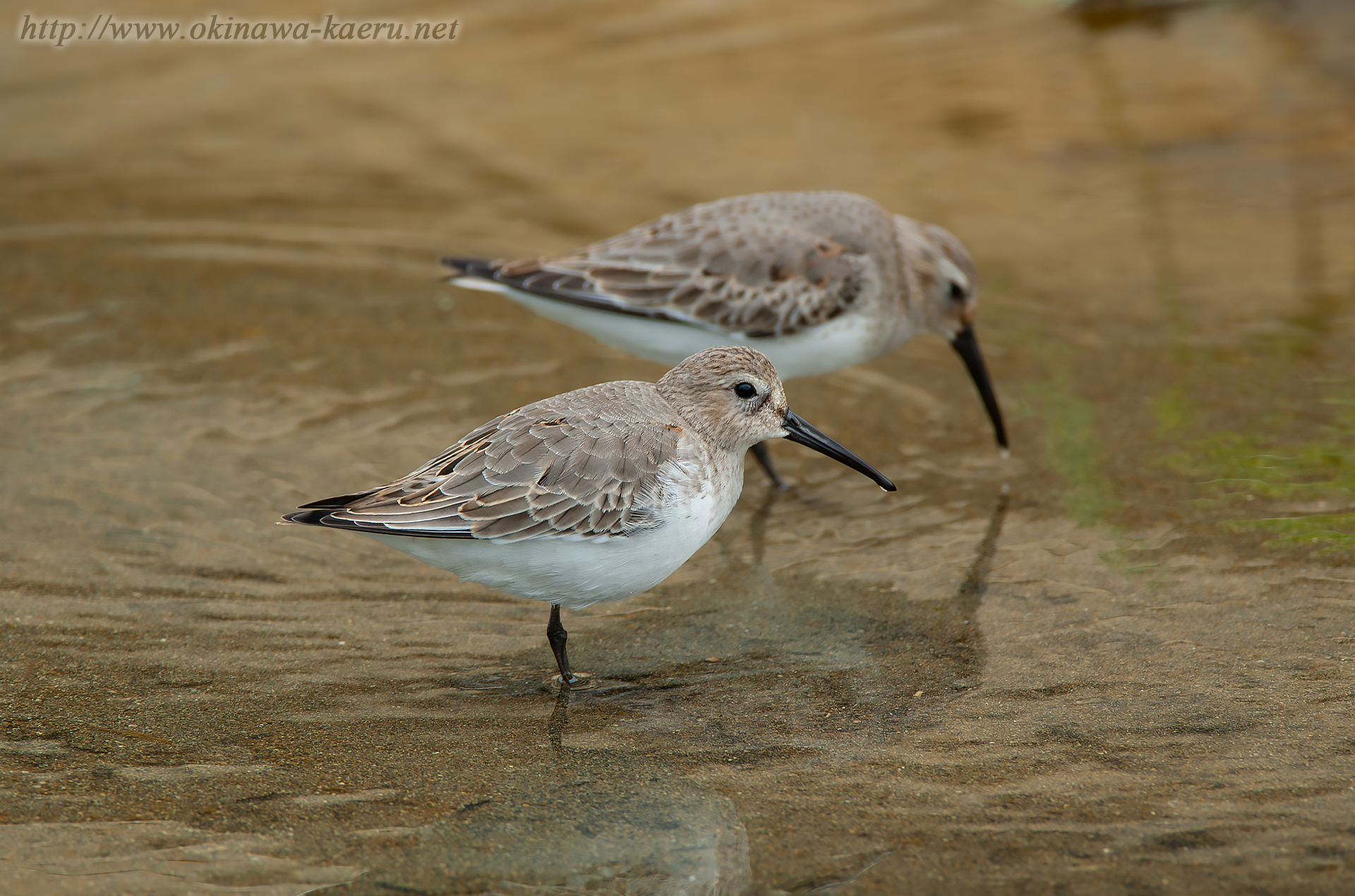 ハマシギ Calidris alpina