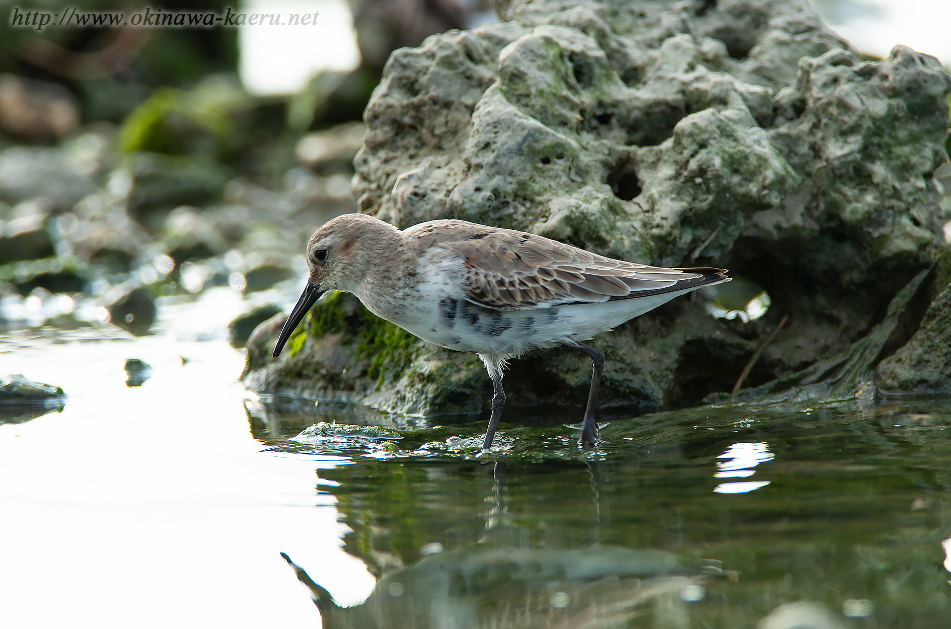 ハマシギ Calidris alpina