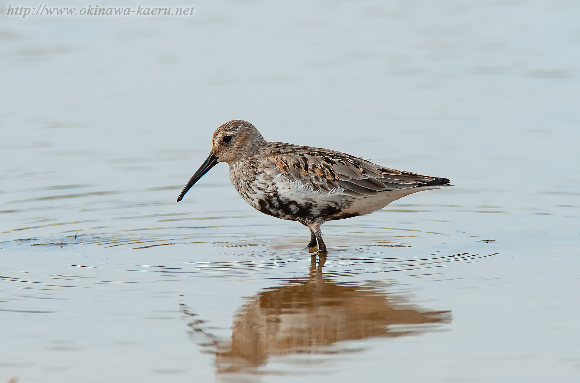 ハマシギ Calidris alpina