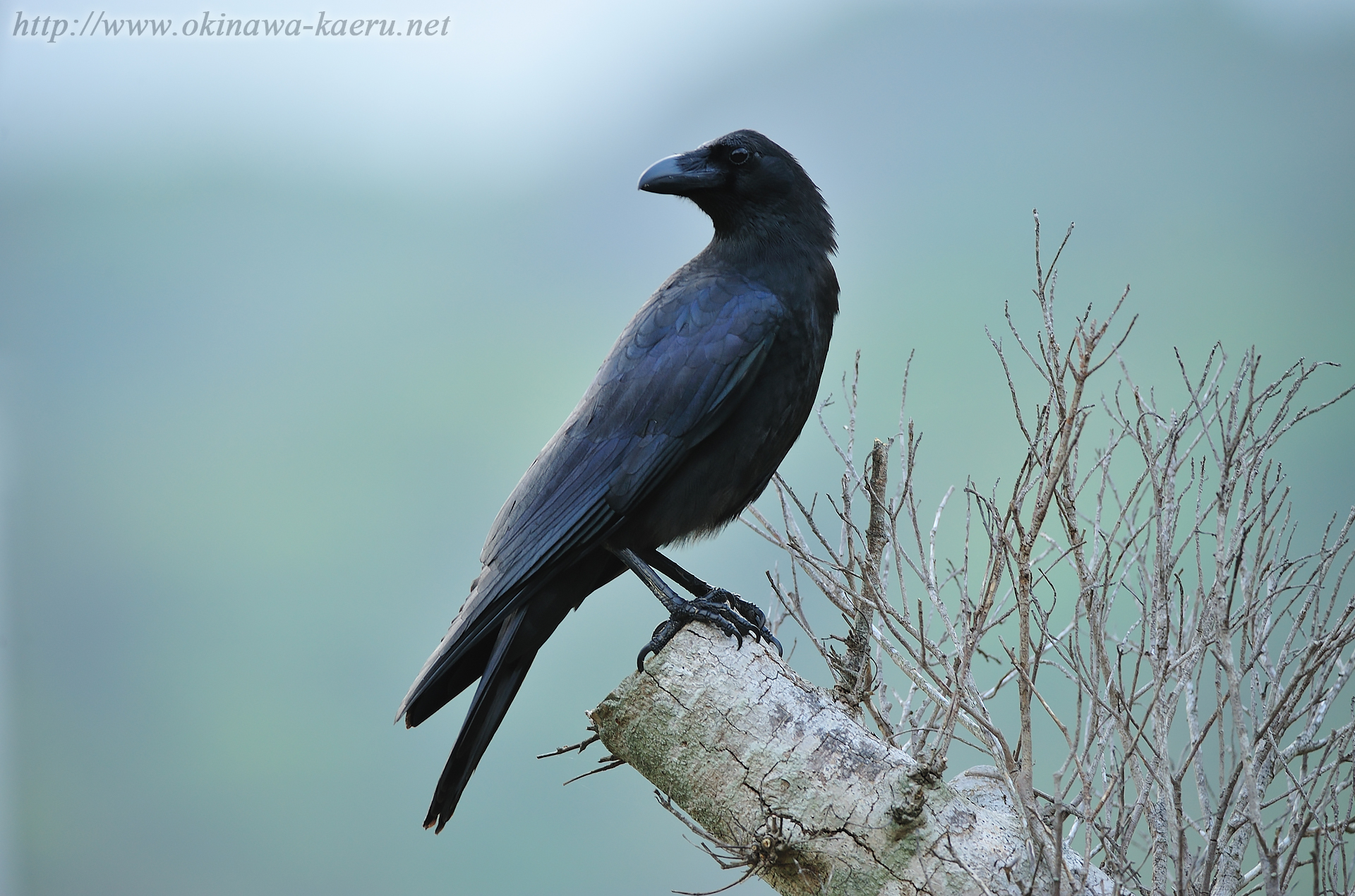 リュウキュウハシブトガラス Corvus macrorhynchos connectens