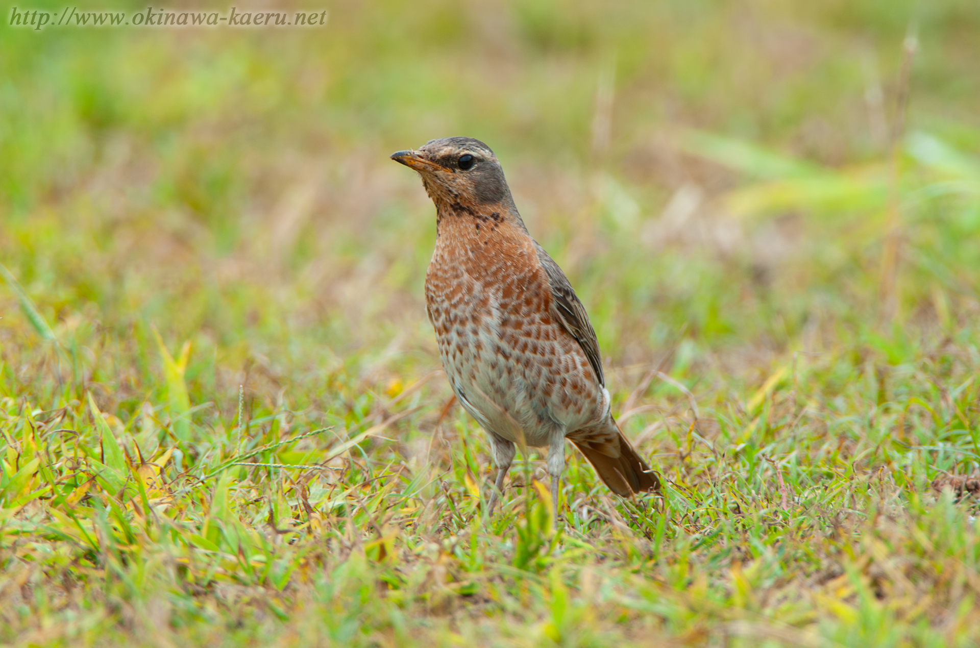 ハチジョウツグミ Turdus naumanni naumanni