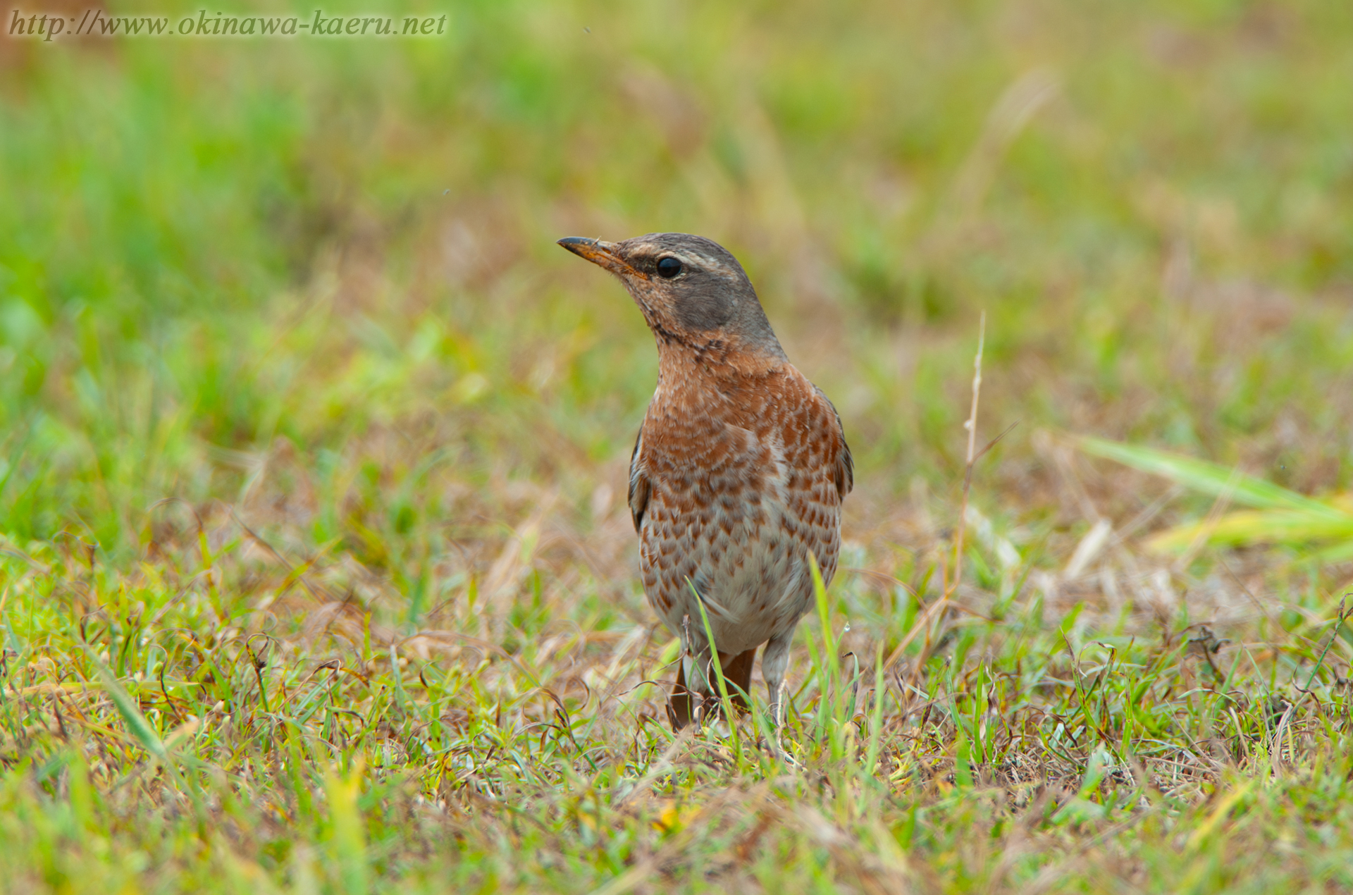 ハチジョウツグミ Turdus naumanni naumanni