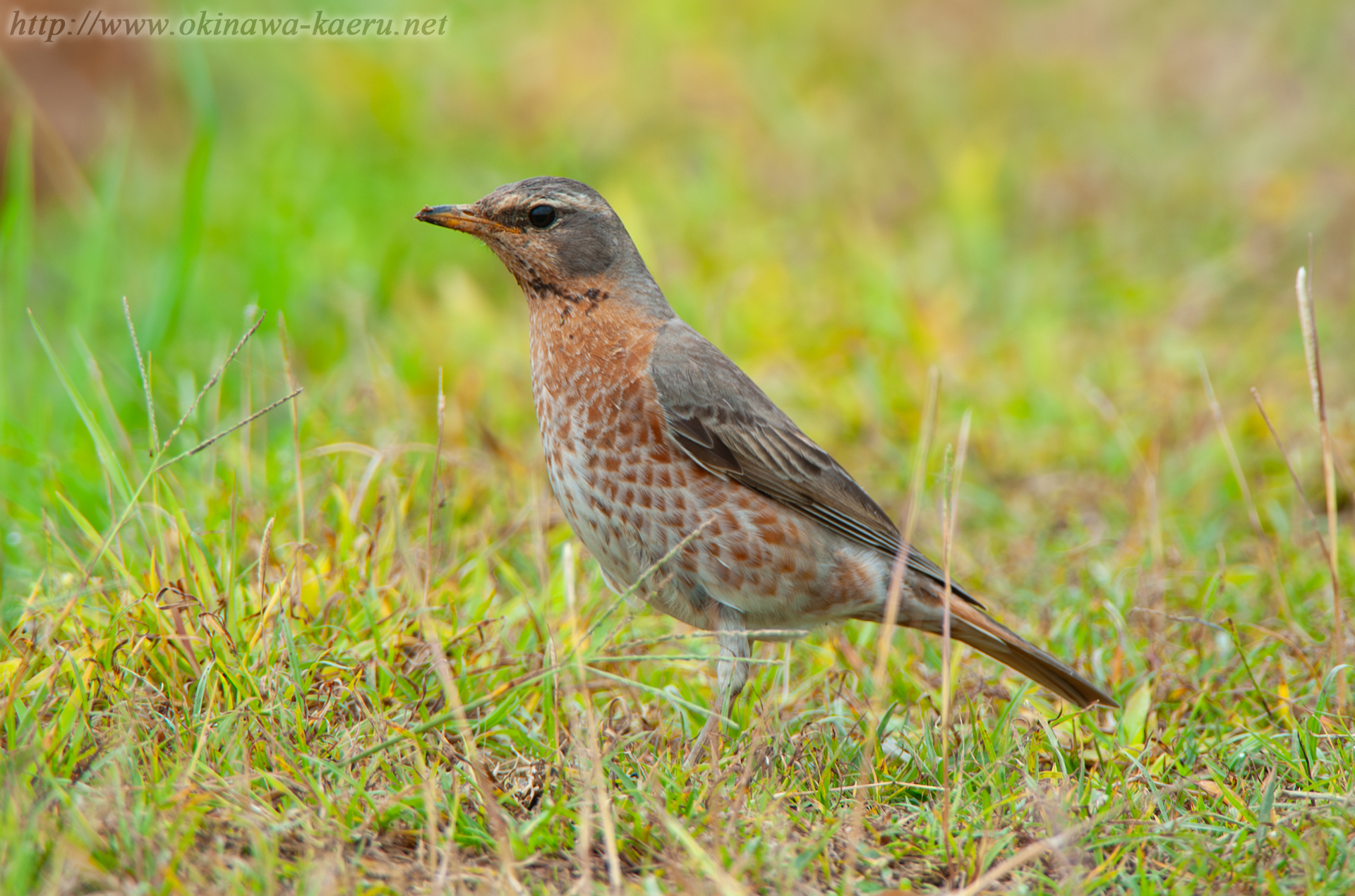 ハチジョウツグミ Turdus naumanni naumanni