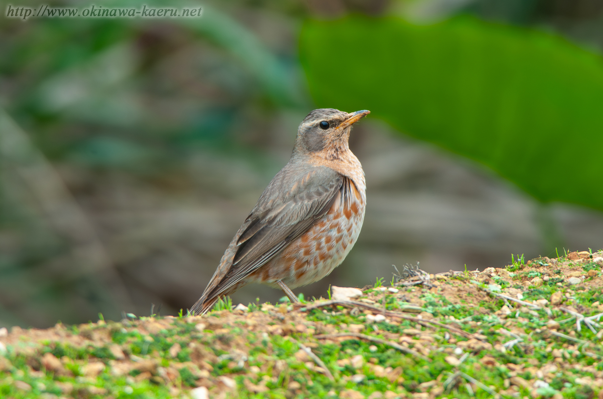 ハチジョウツグミ Turdus naumanni naumanni