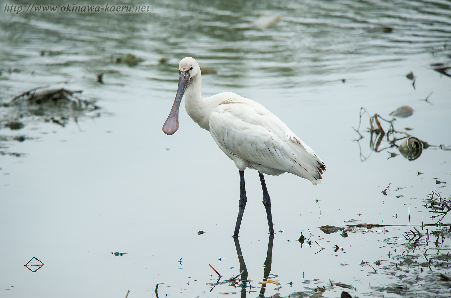 ヘラサギ Platalea leucorodia