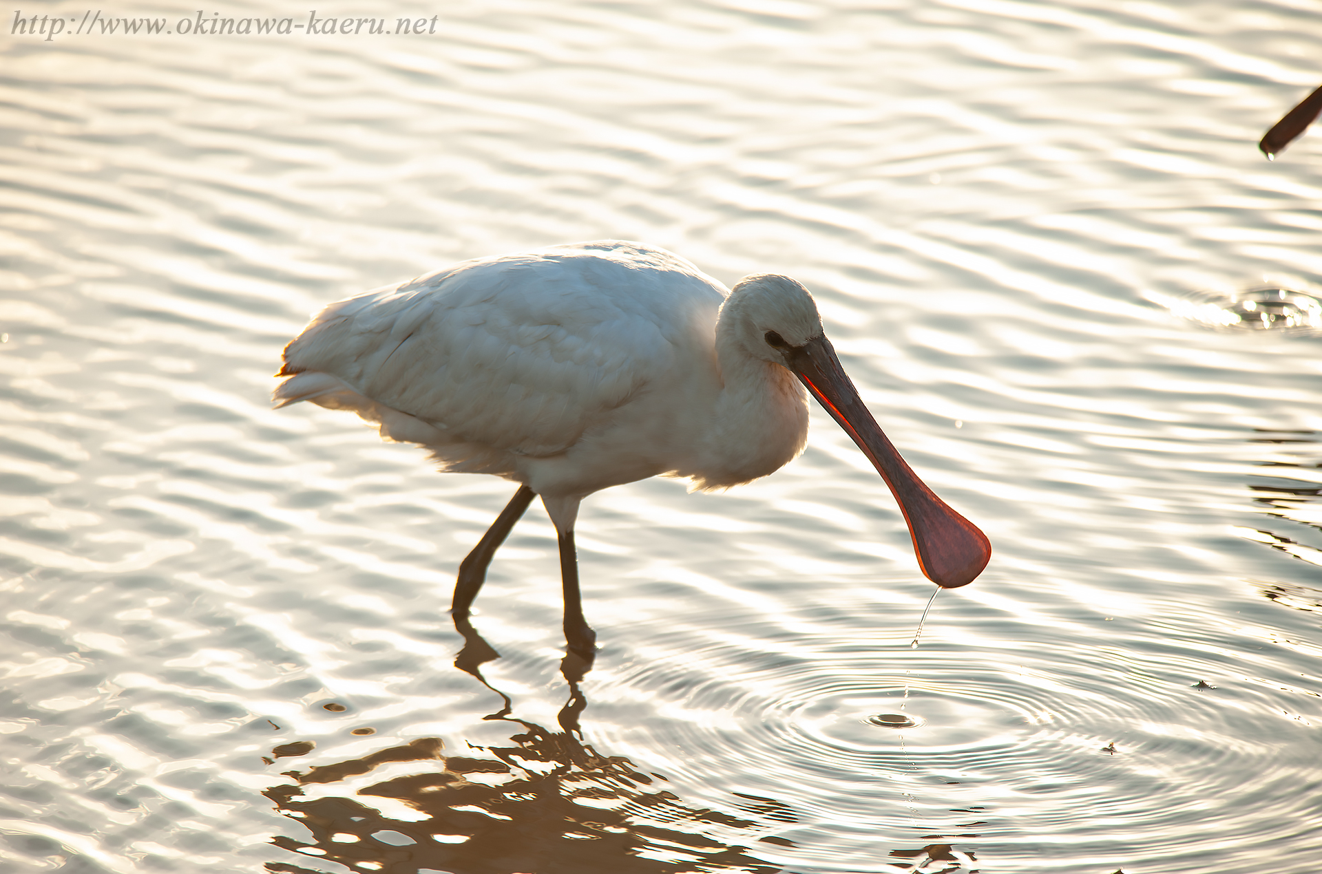 ヘラサギ Platalea leucorodia