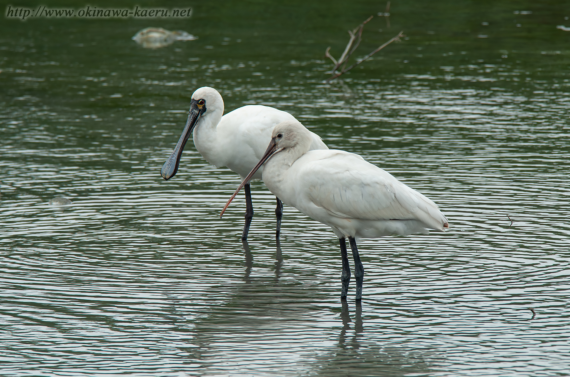 ヘラサギ Platalea leucorodia