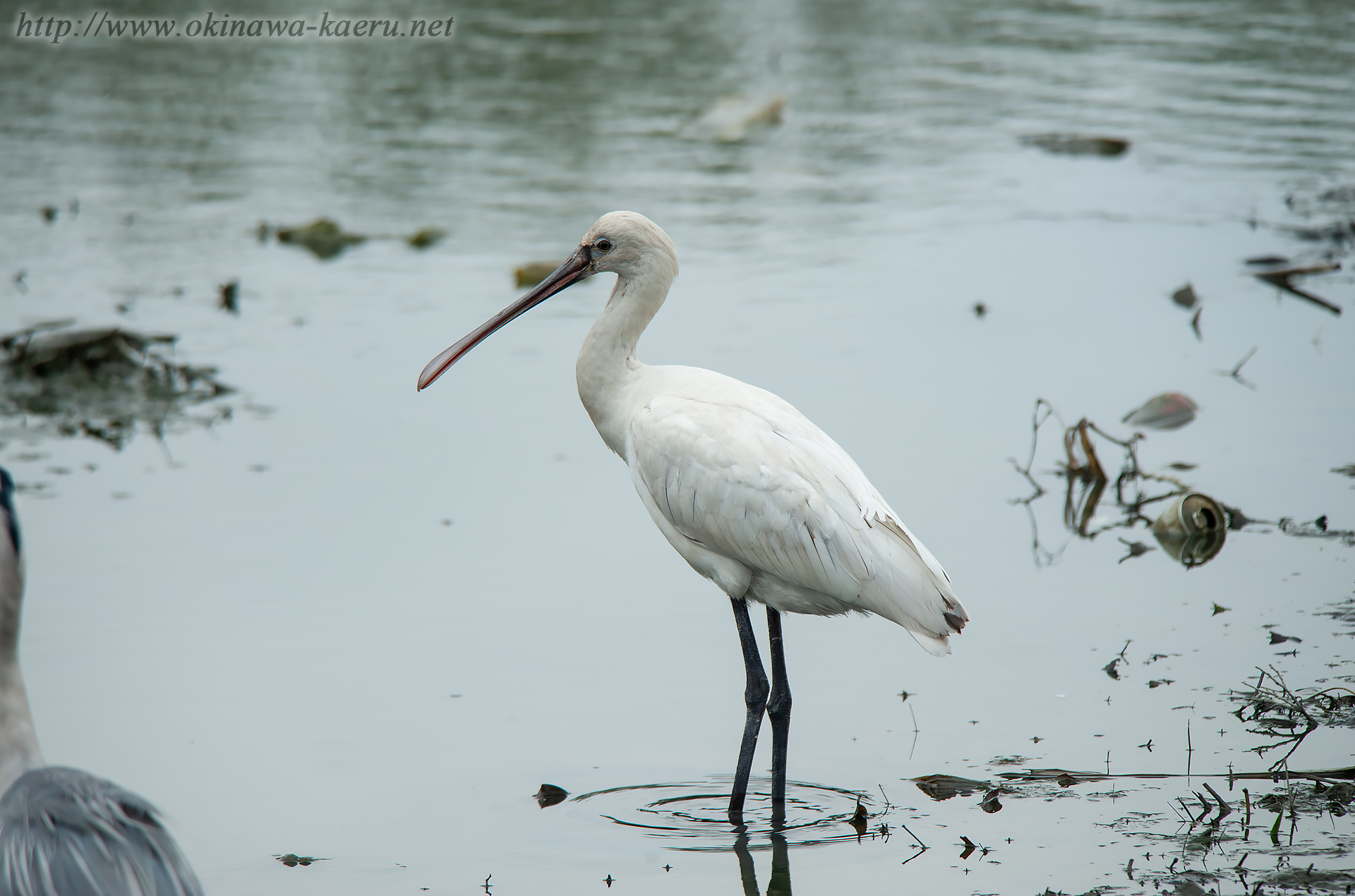 ヘラサギ Platalea leucorodia