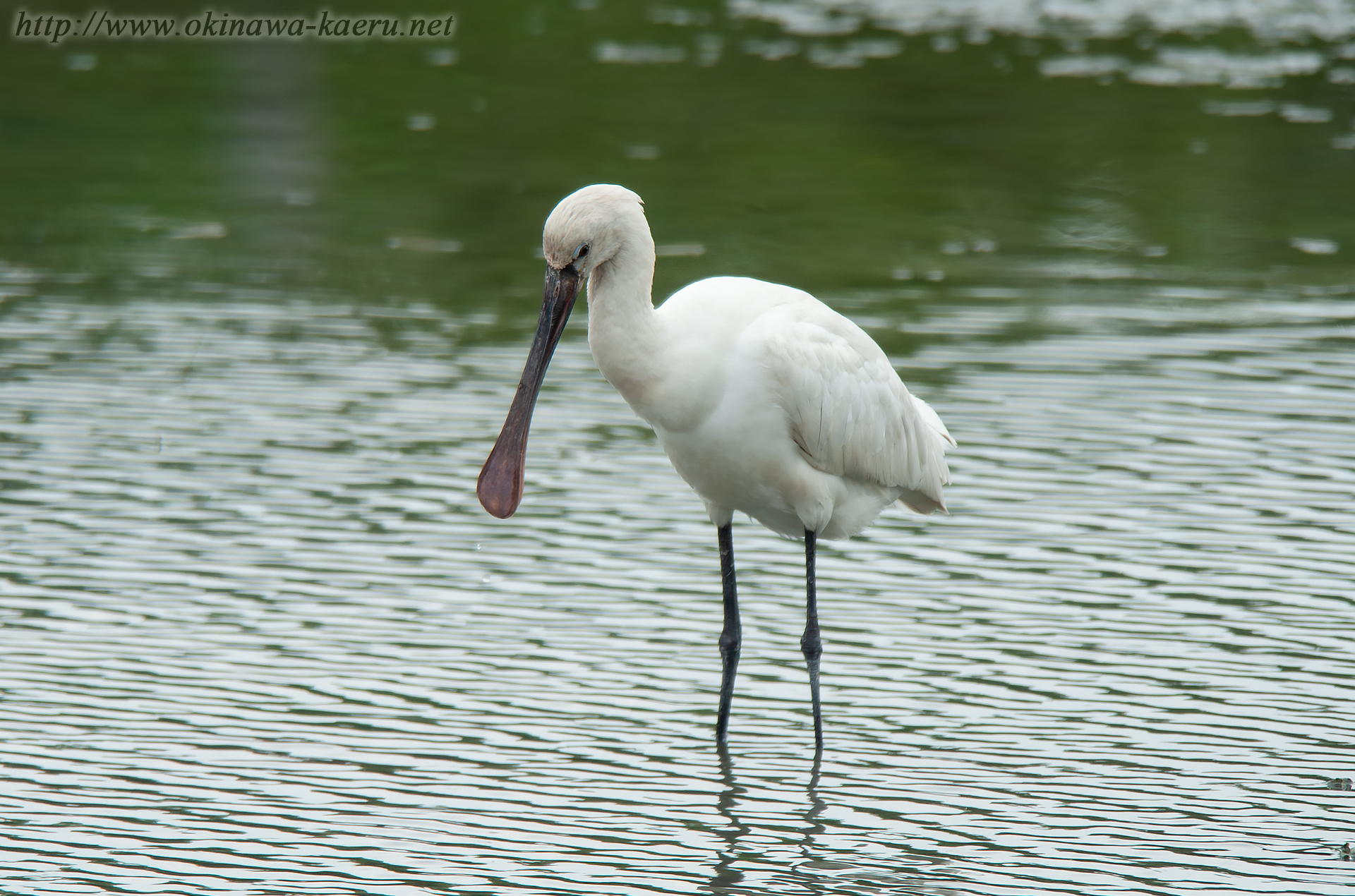 ヘラサギ Platalea leucorodia