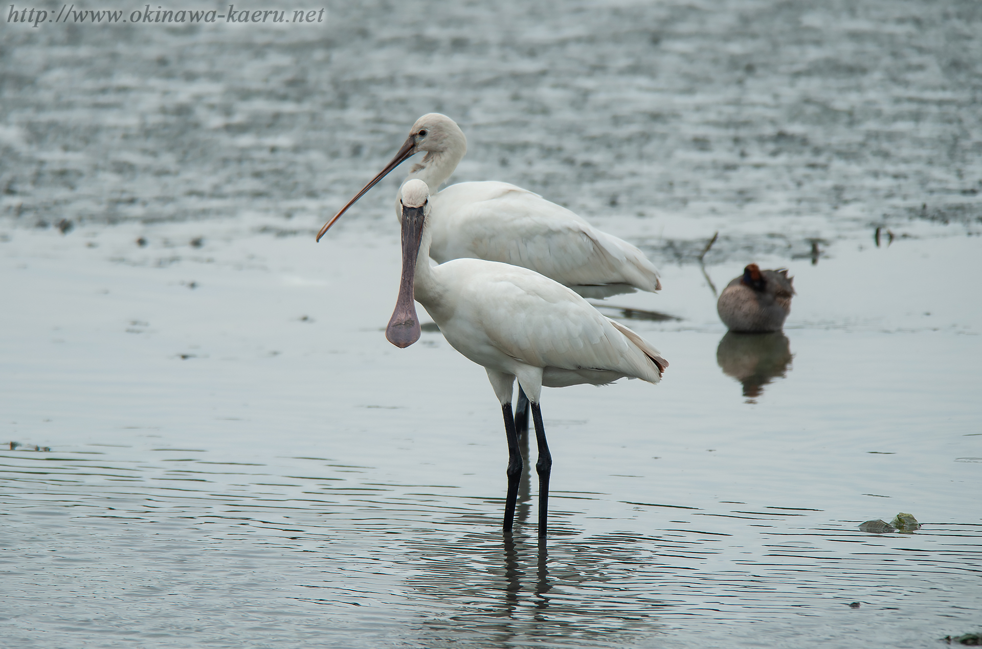 ヘラサギ Platalea leucorodia