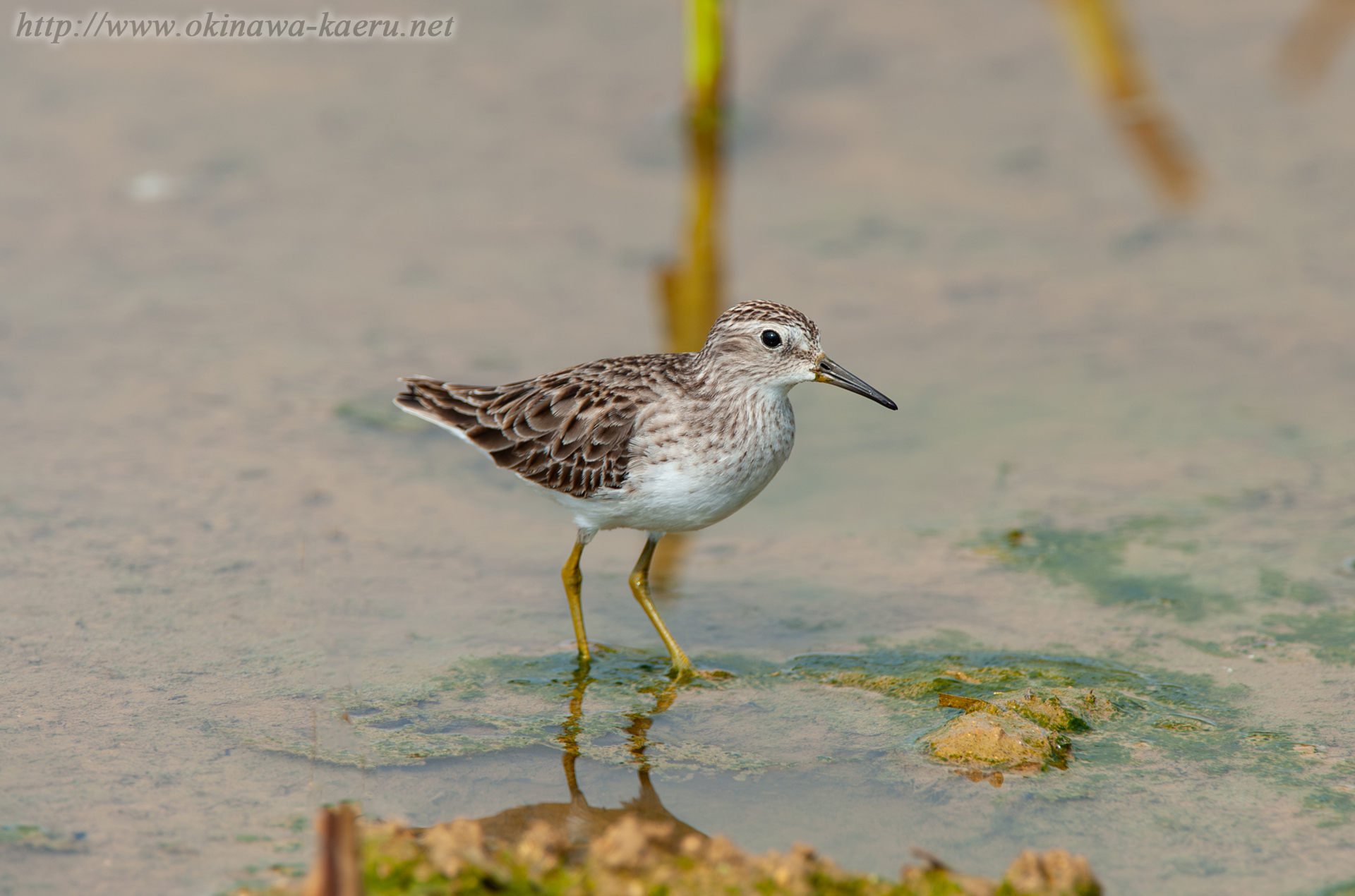 ヒバリシギ Calidris subminuta