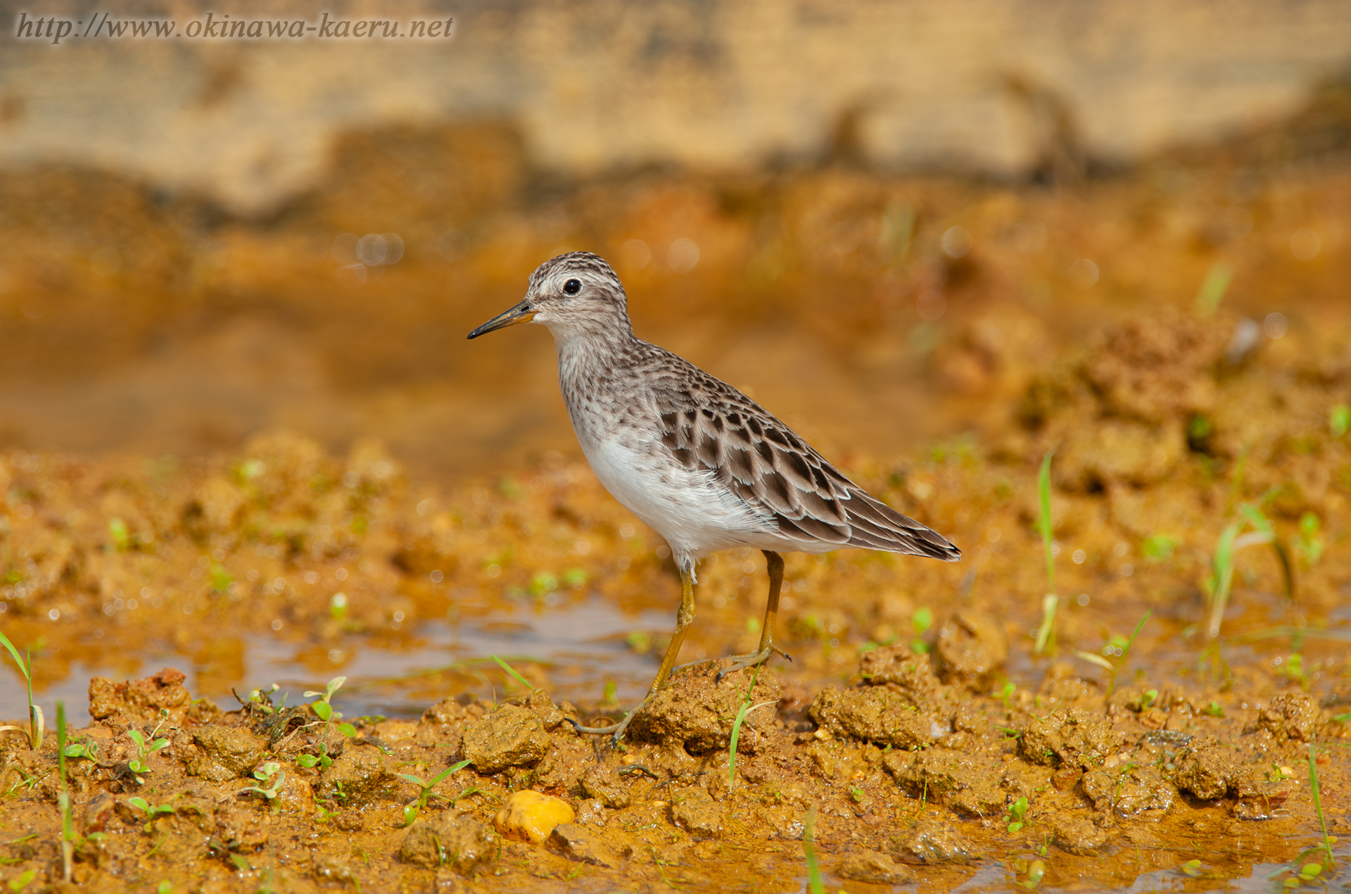 ヒバリシギ Calidris subminuta