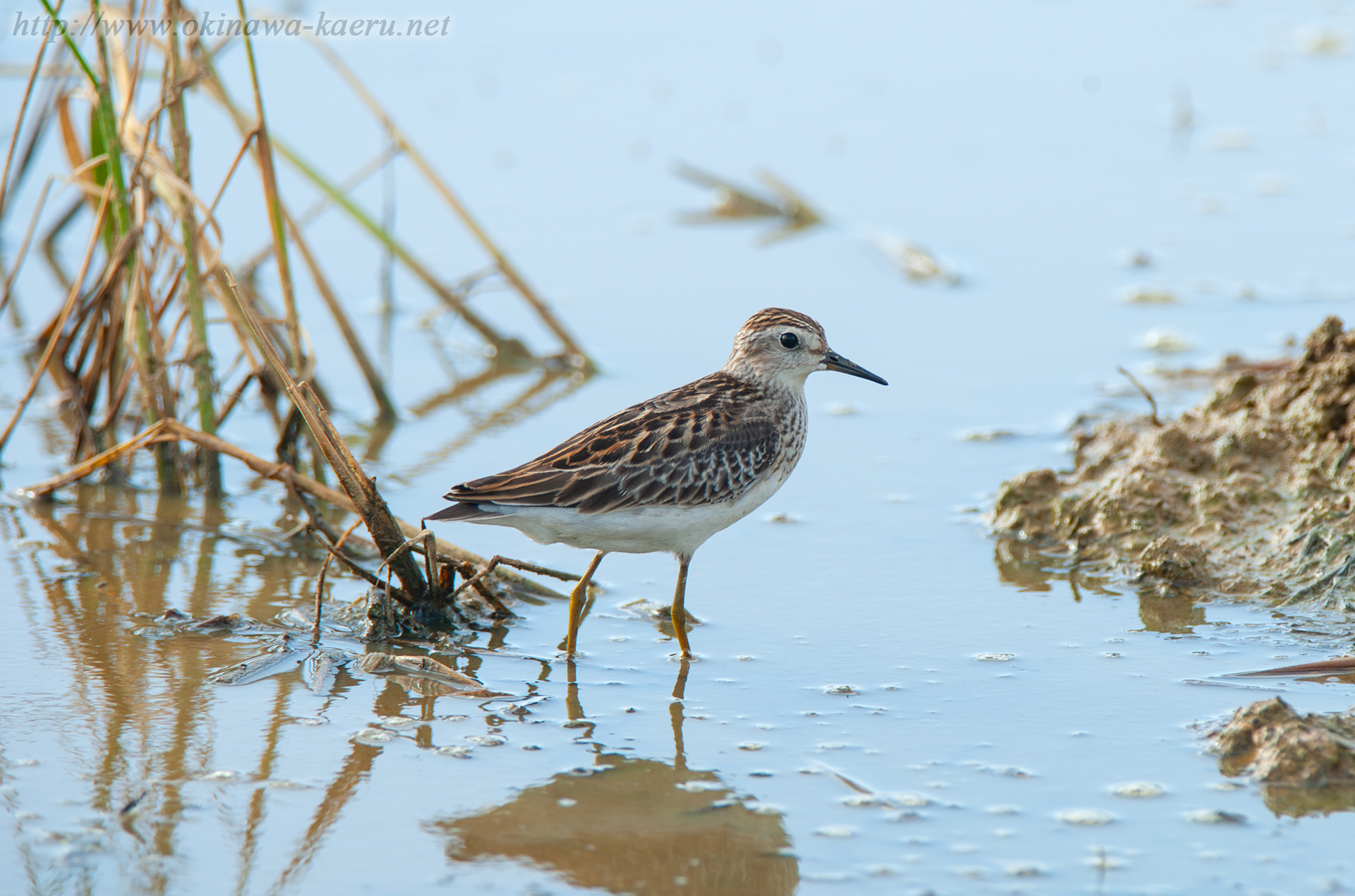 ヒバリシギ Calidris subminuta