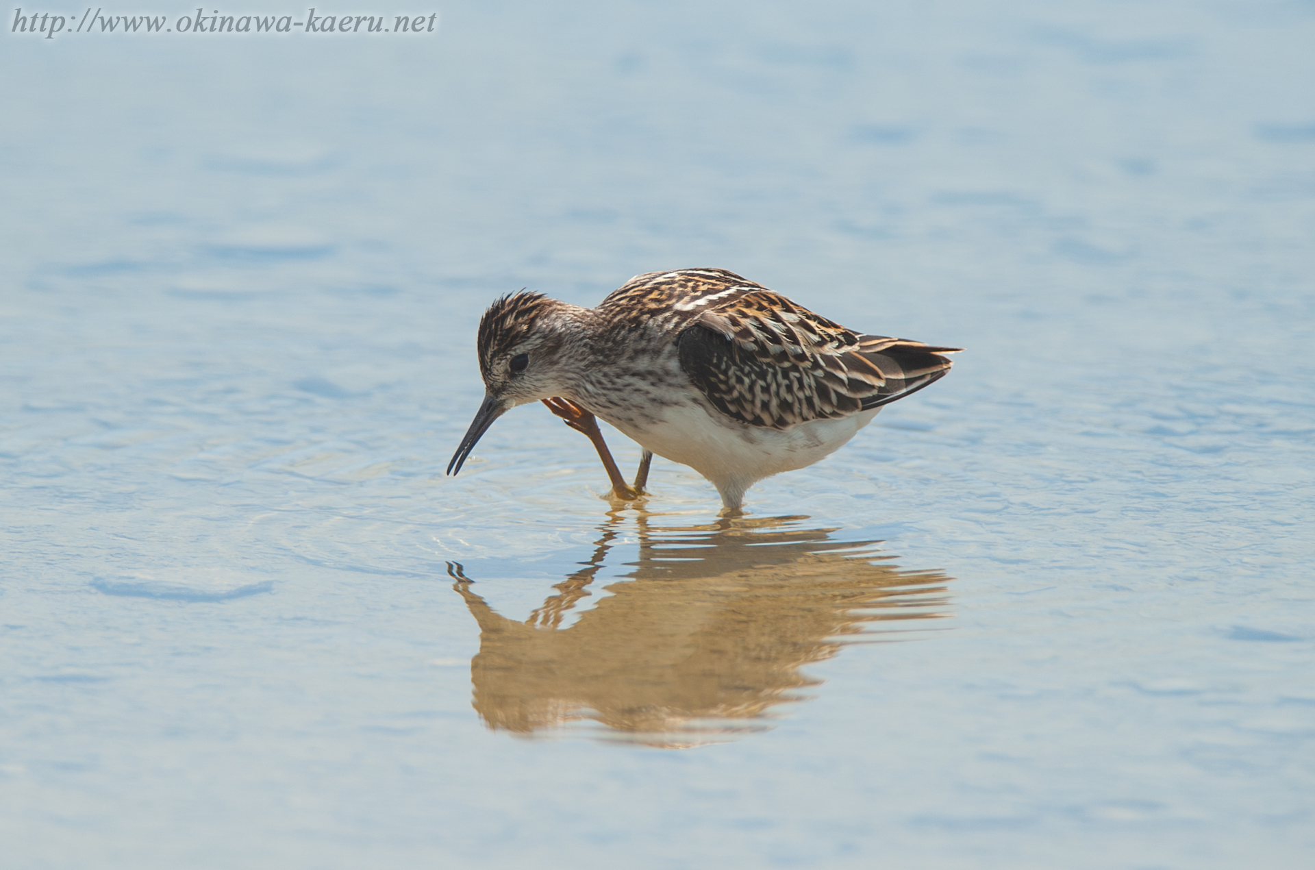 ヒバリシギ Calidris subminuta