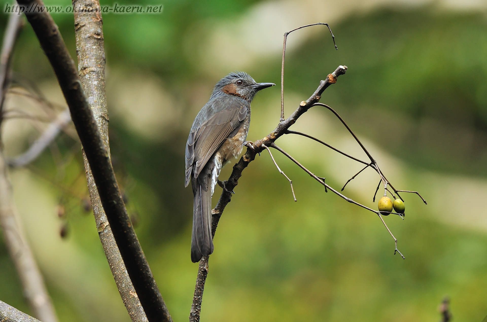 ヒヨドリ Hypsipetes amaurotis